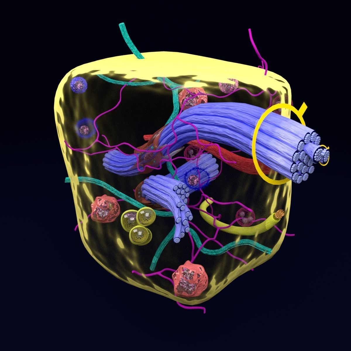connective tissue elements labelled 3D model_69