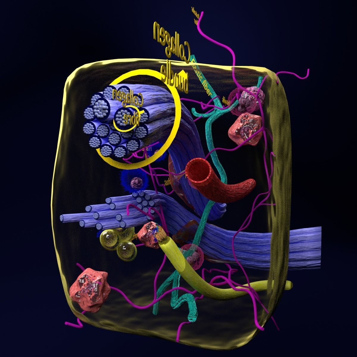 connective tissue elements labelled 3D model_82