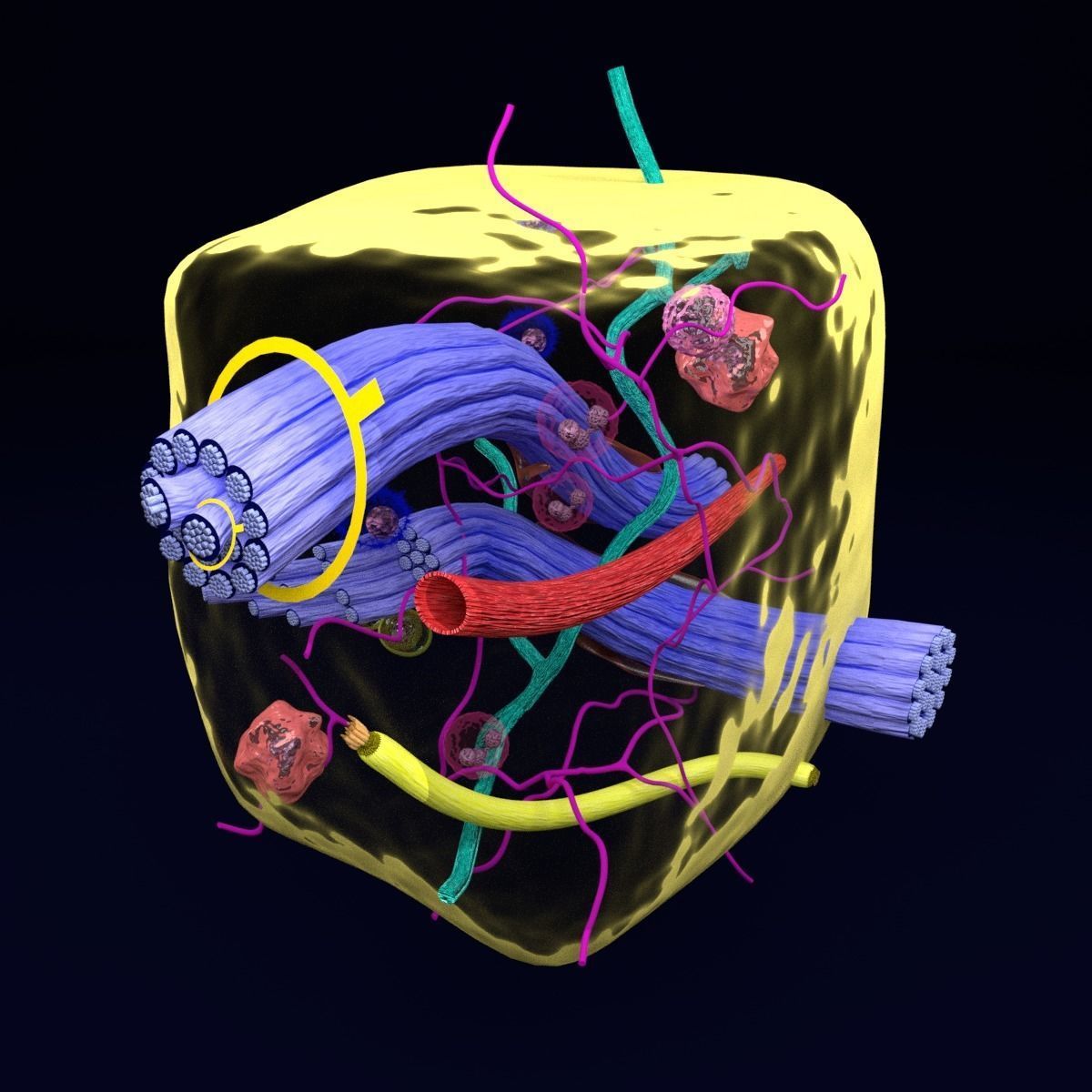 connective tissue elements labelled 3D model_54