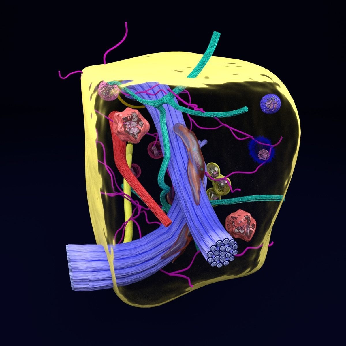 connective tissue elements labelled 3D model_29