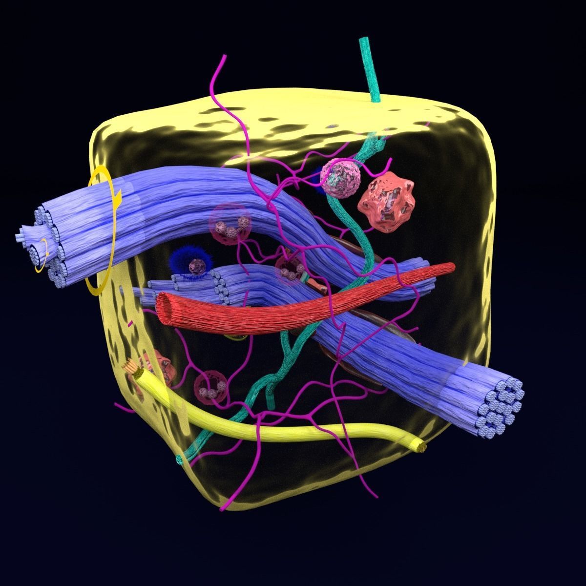connective tissue elements labelled 3D model_50