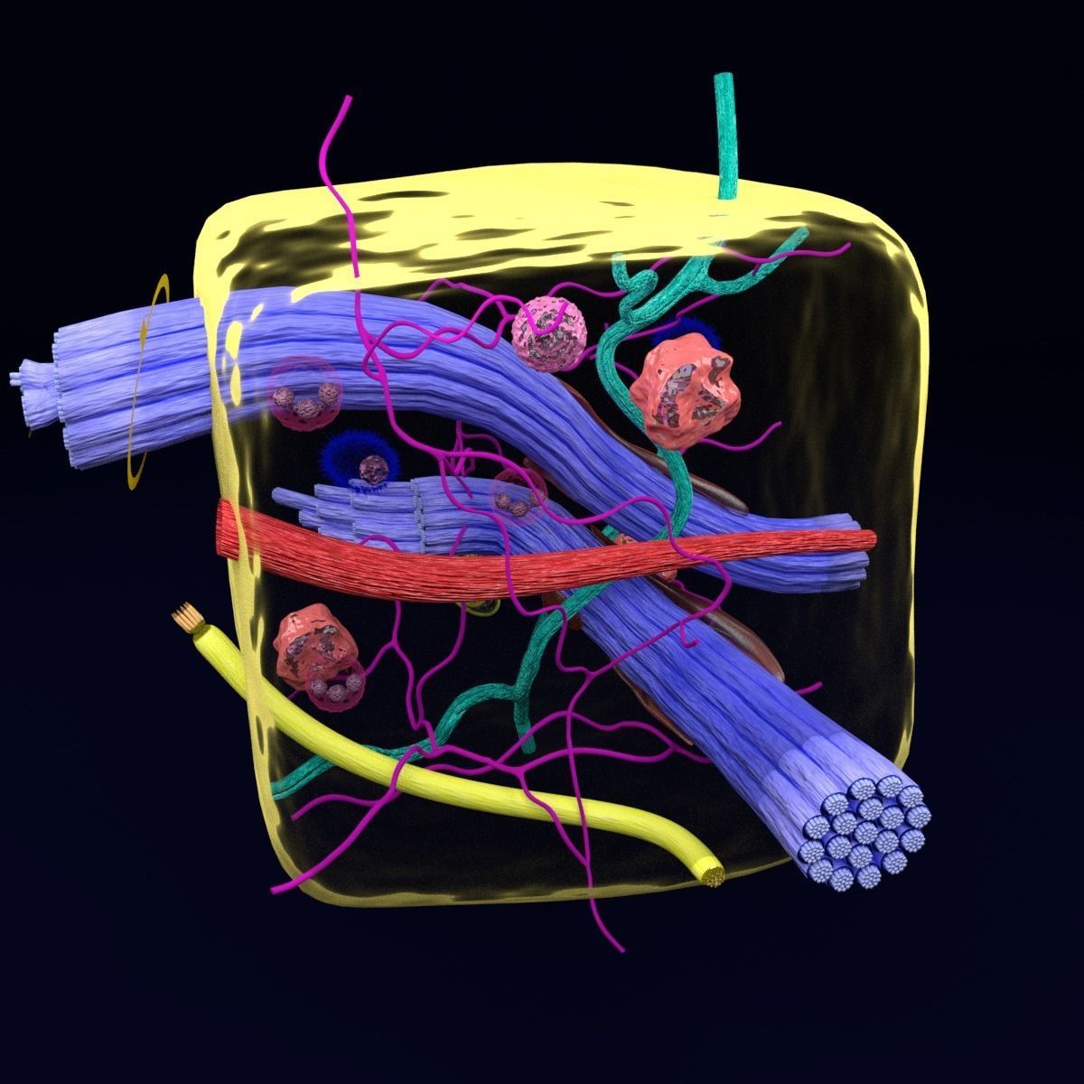 connective tissue elements labelled 3D model_46