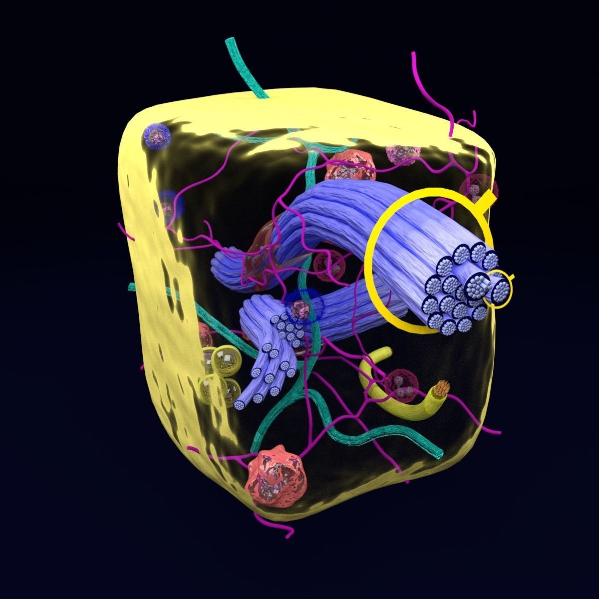 connective tissue elements labelled 3D model_66