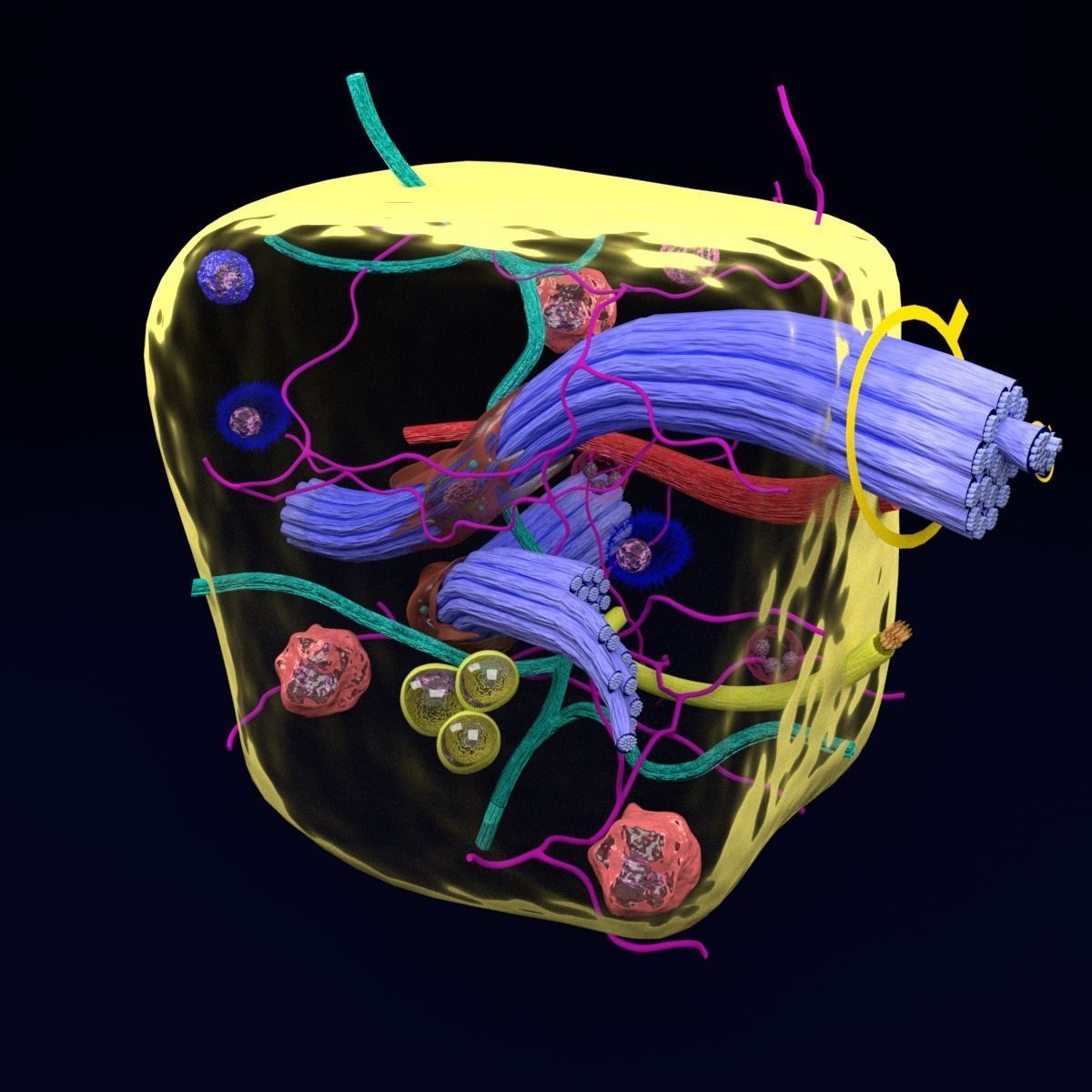 connective tissue elements labelled 3D model_71