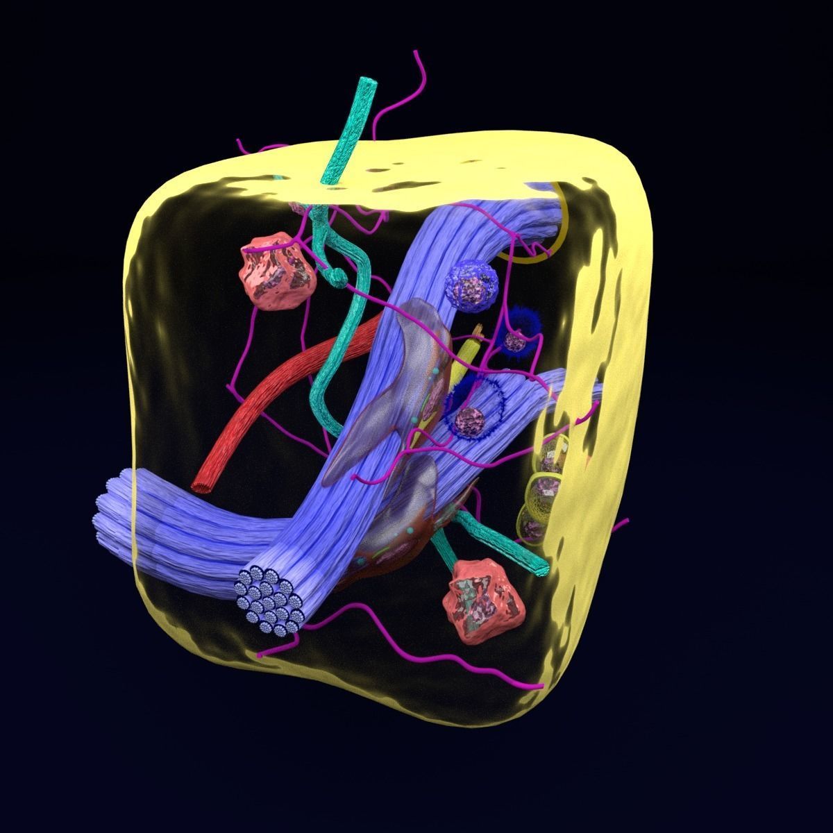 connective tissue elements labelled 3D model_20