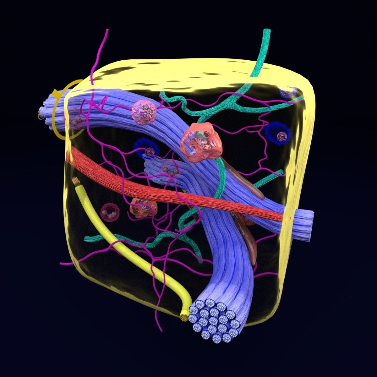 connective tissue elements labelled 3D model_39