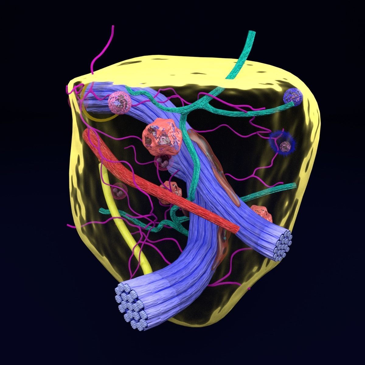 connective tissue elements labelled 3D model_34