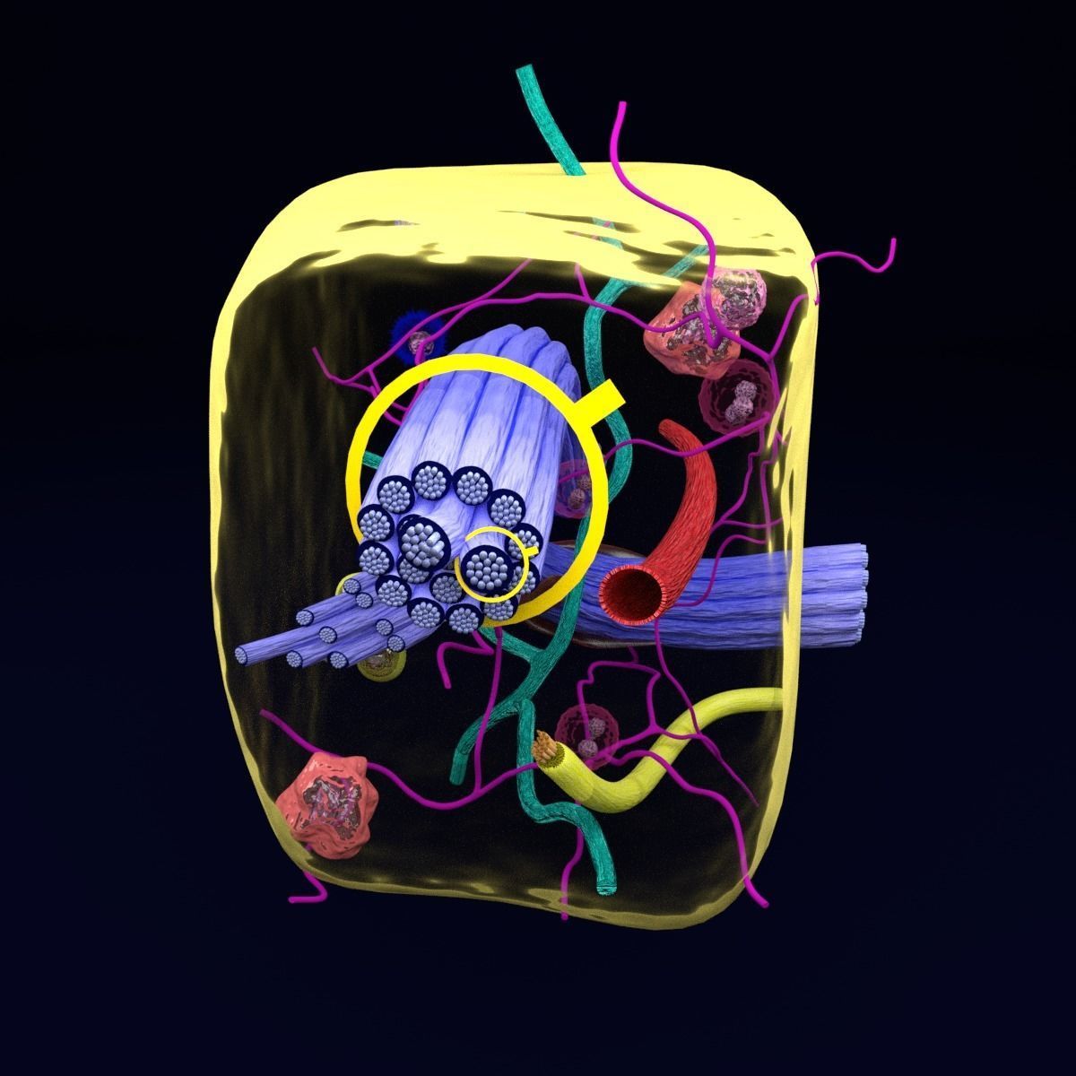 connective tissue elements labelled 3D model_59