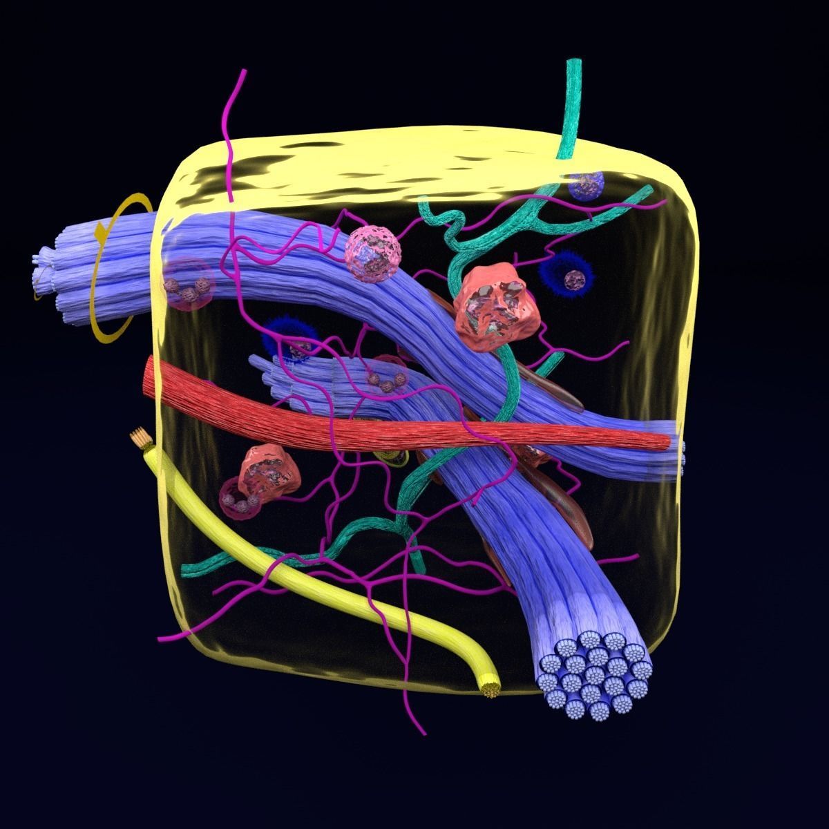 connective tissue elements labelled 3D model_43