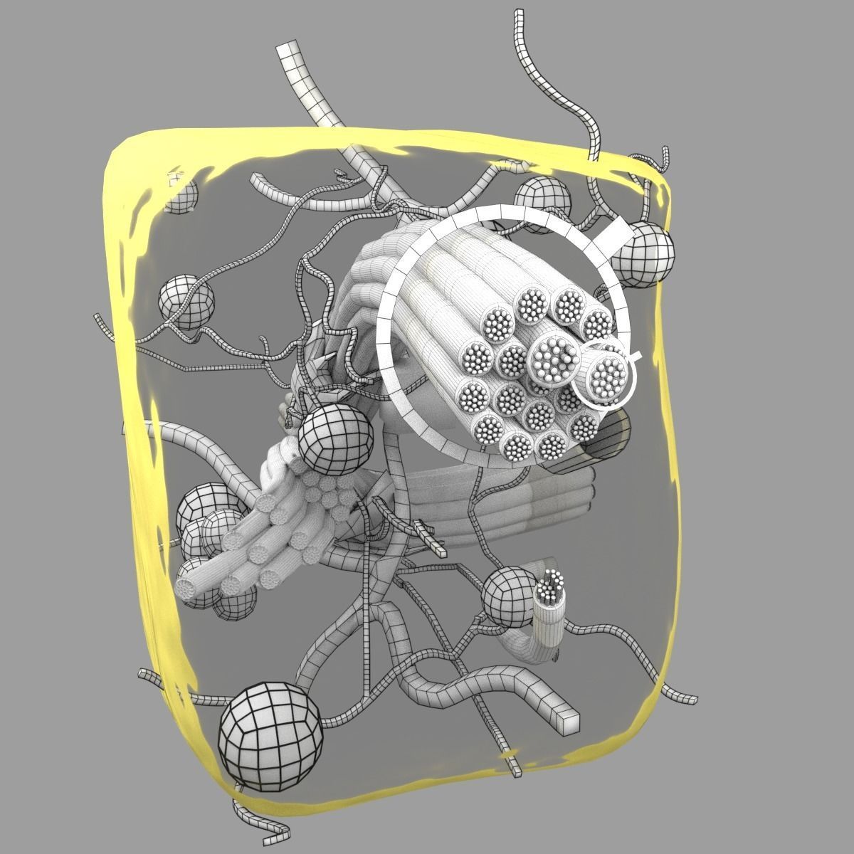 connective tissue elements labelled 3D model_92