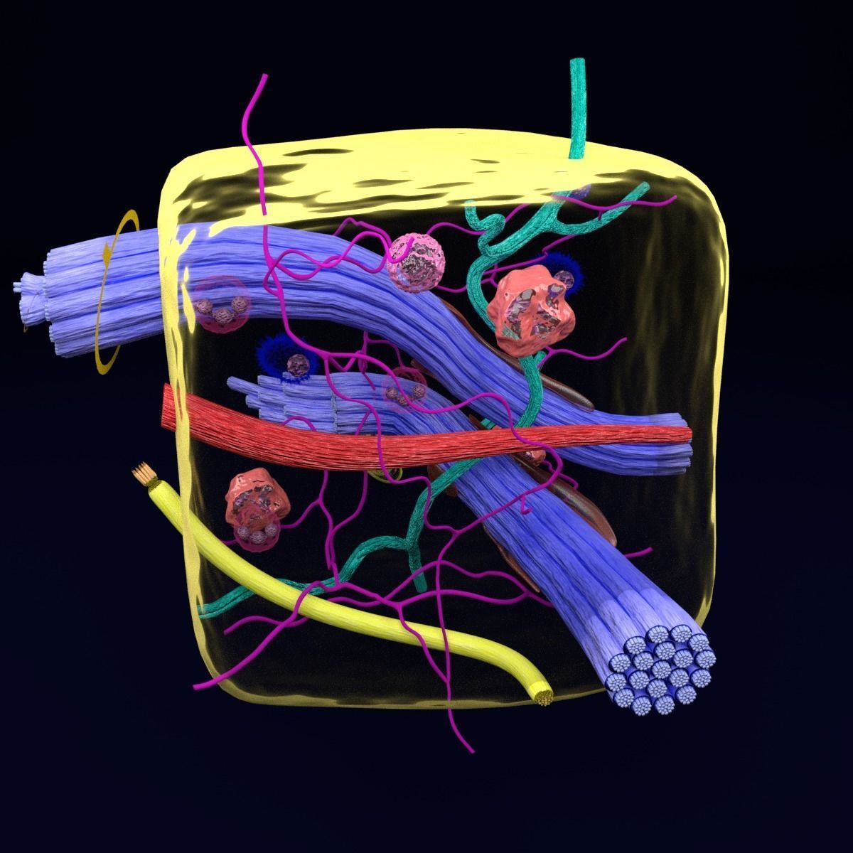 connective tissue elements labelled 3D model_45
