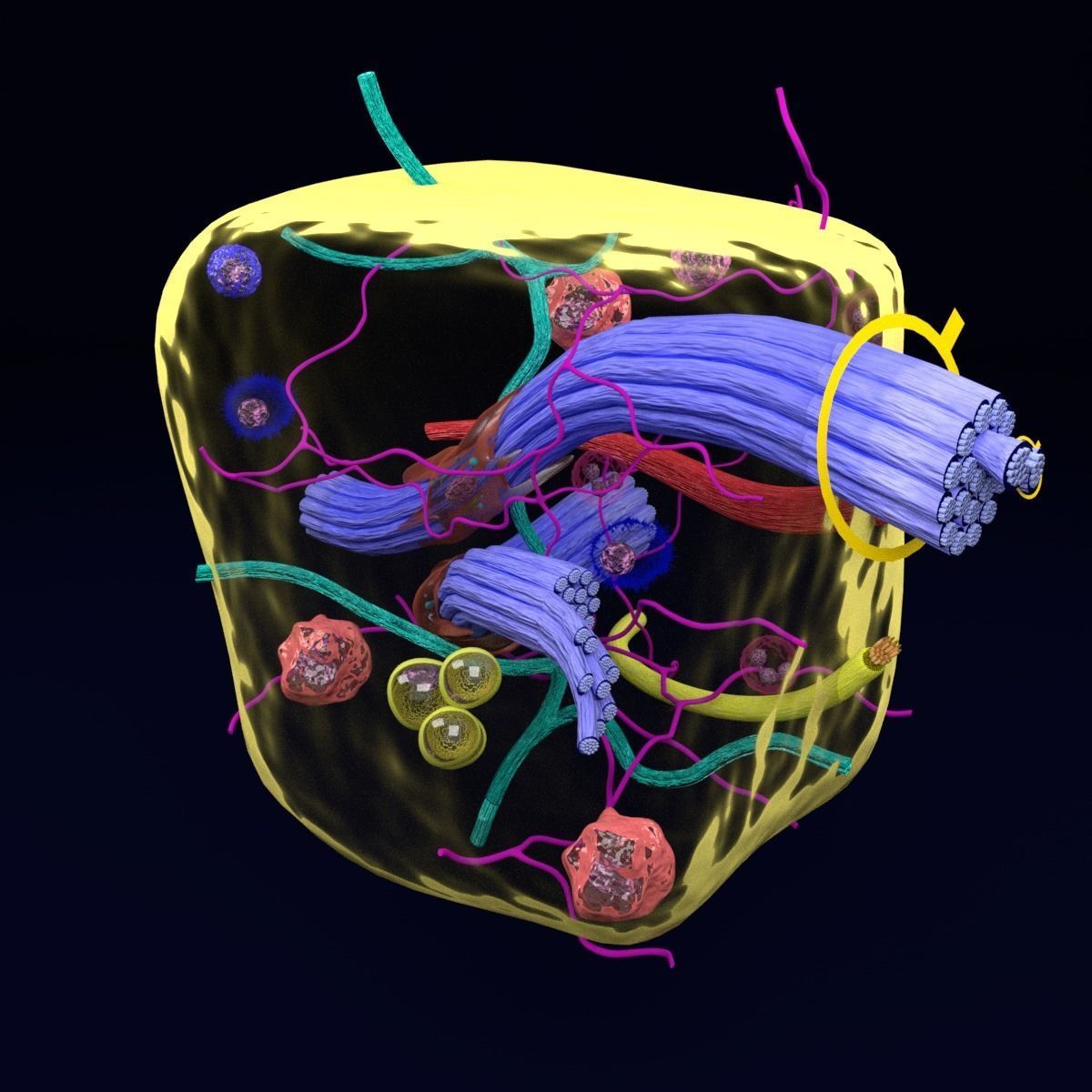 connective tissue elements labelled 3D model_70