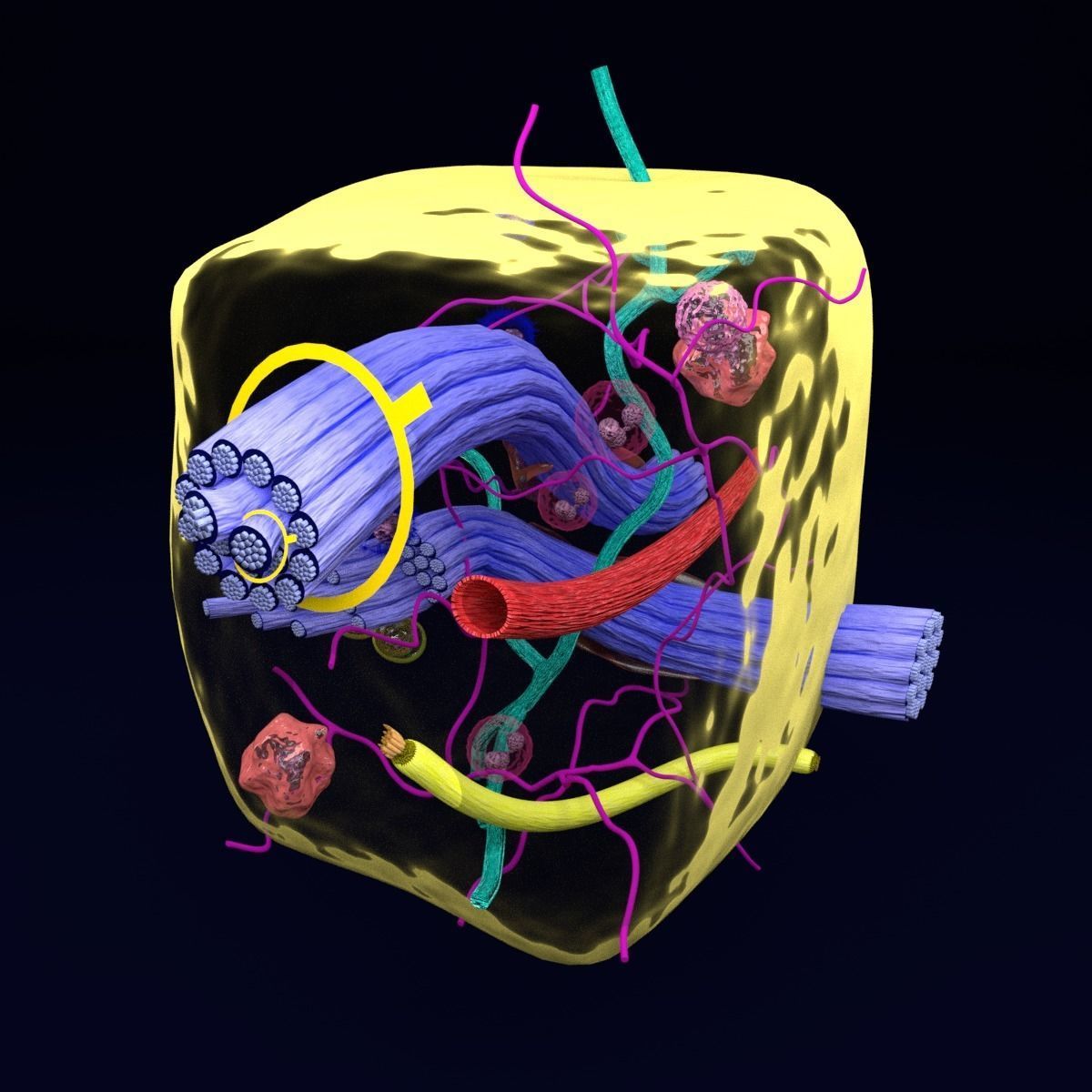 connective tissue elements labelled 3D model_55