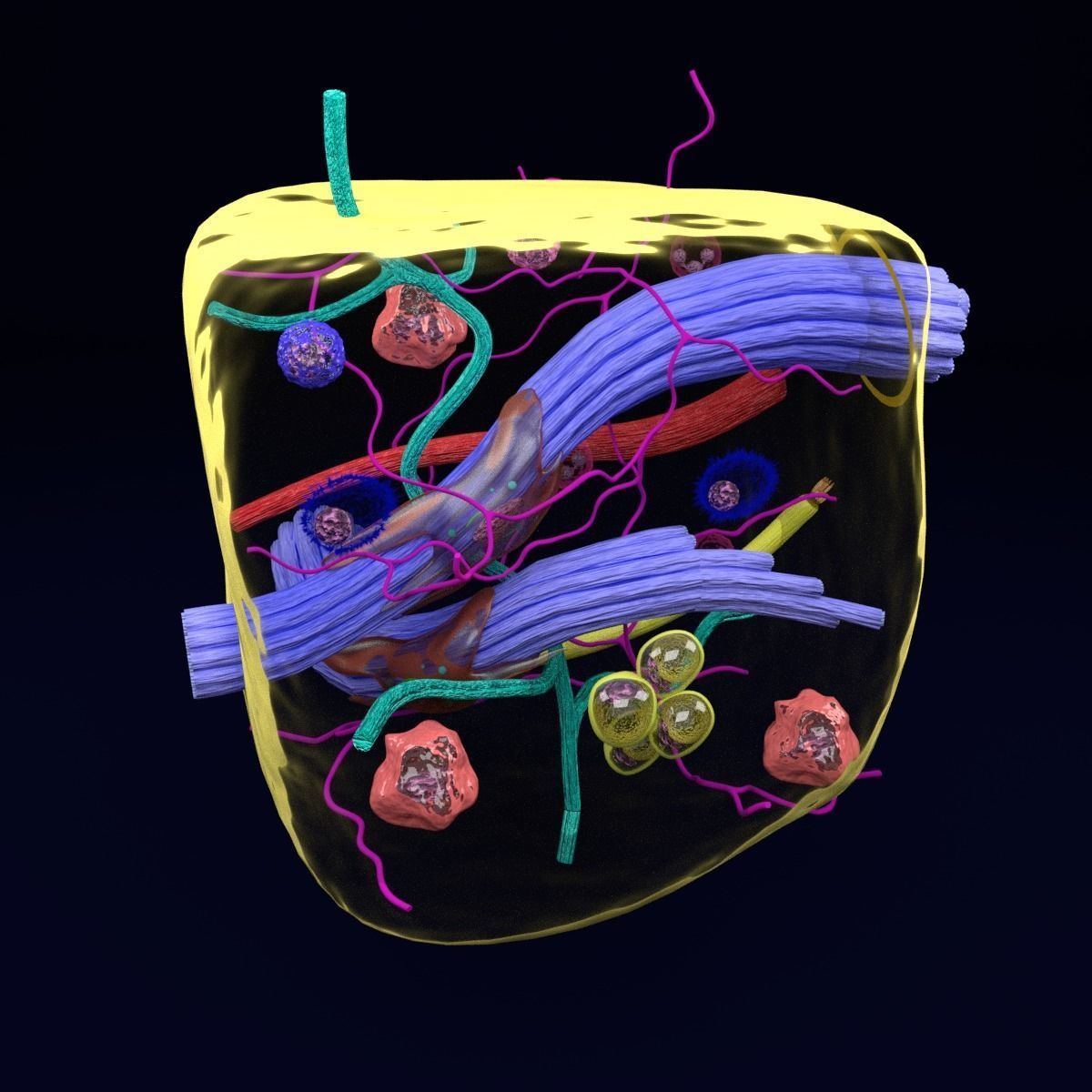 connective tissue elements labelled 3D model_11