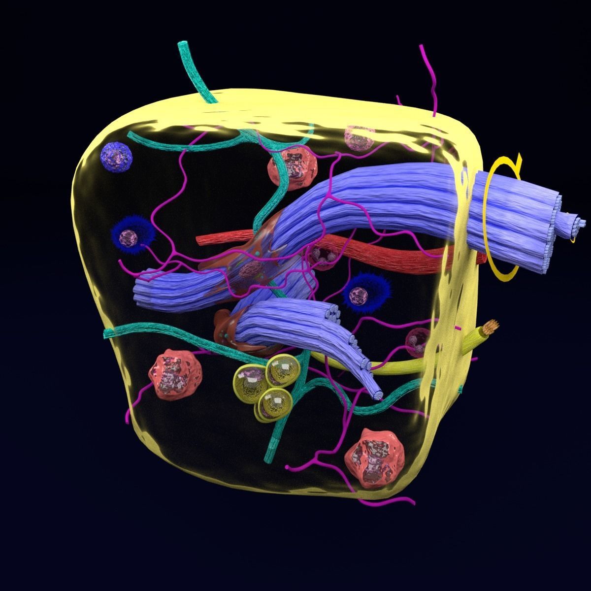 connective tissue elements labelled 3D model_73