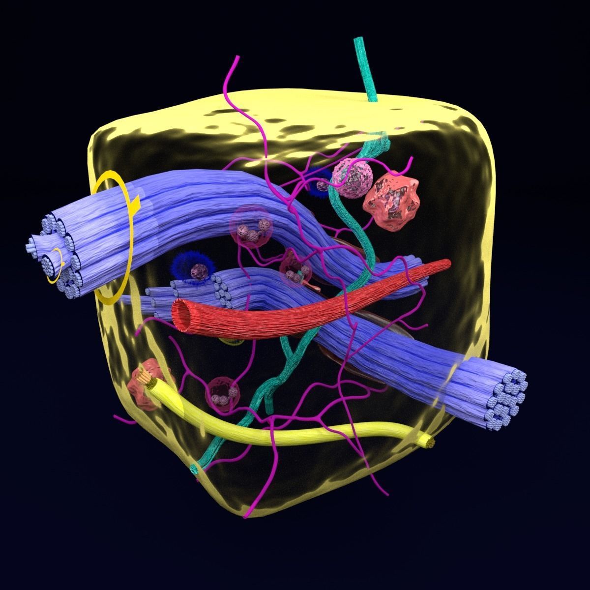 connective tissue elements labelled 3D model_51