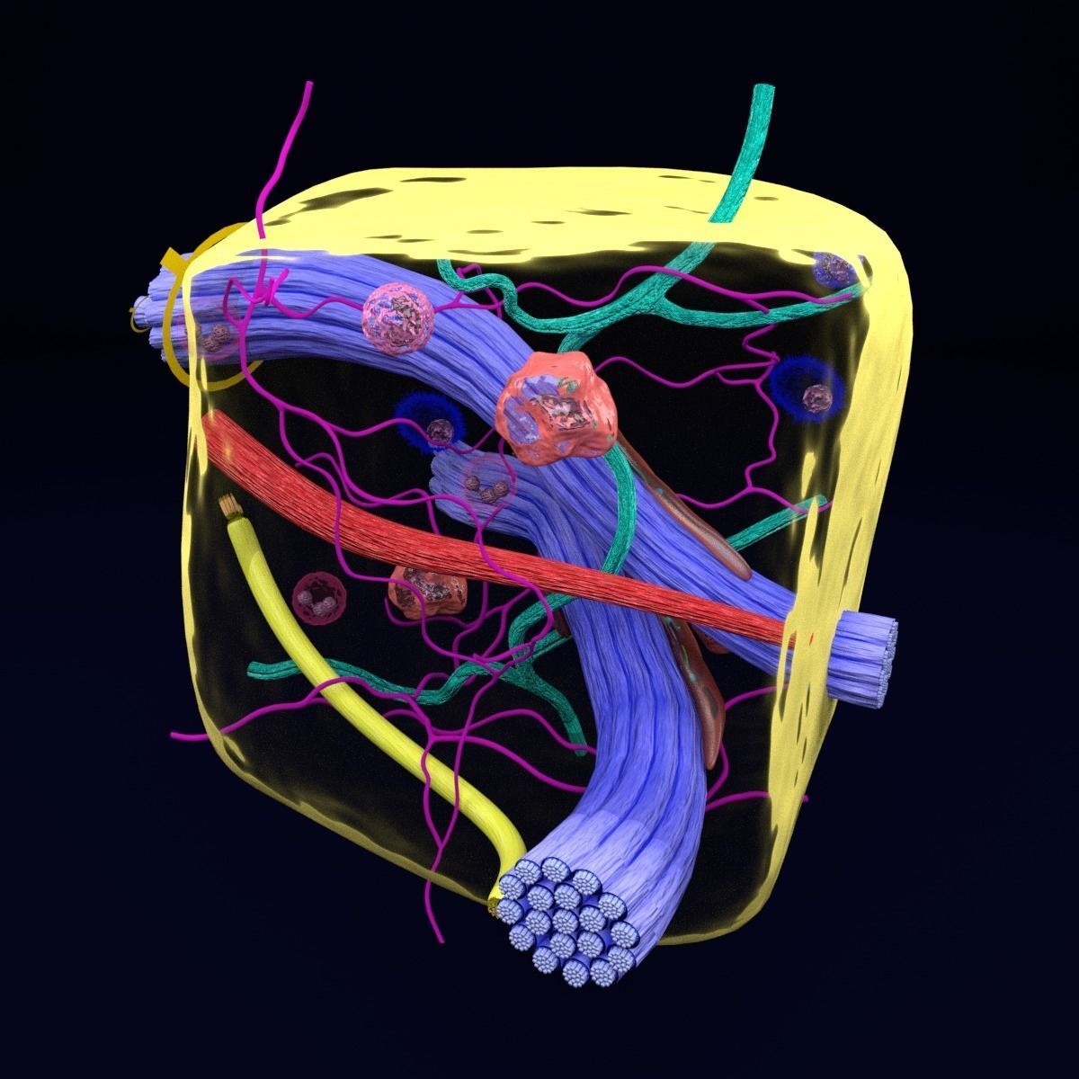 connective tissue elements labelled 3D model_38
