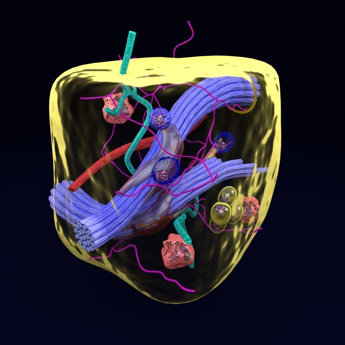 connective tissue elements labelled 3D model_17