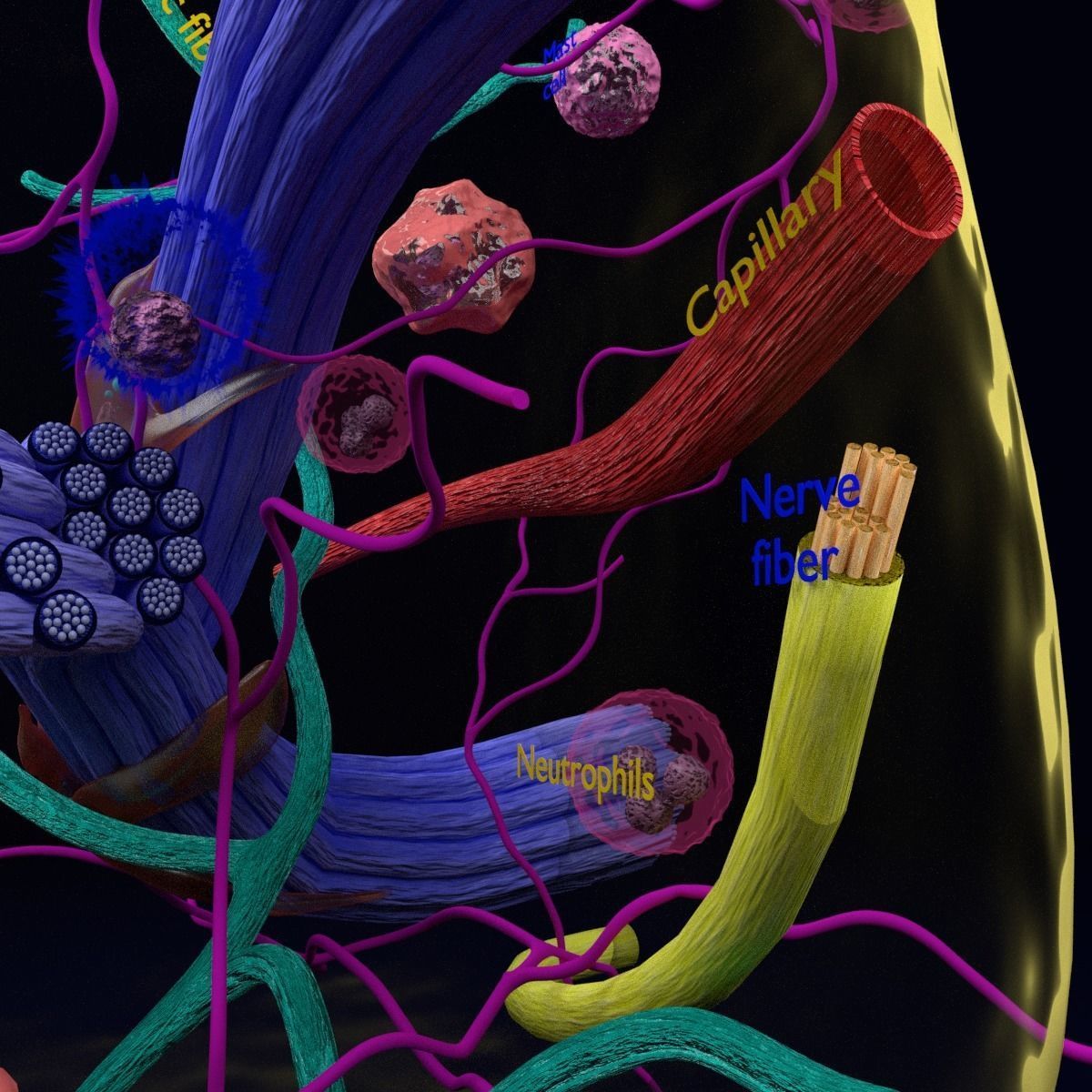 connective tissue elements labelled 3D model_2