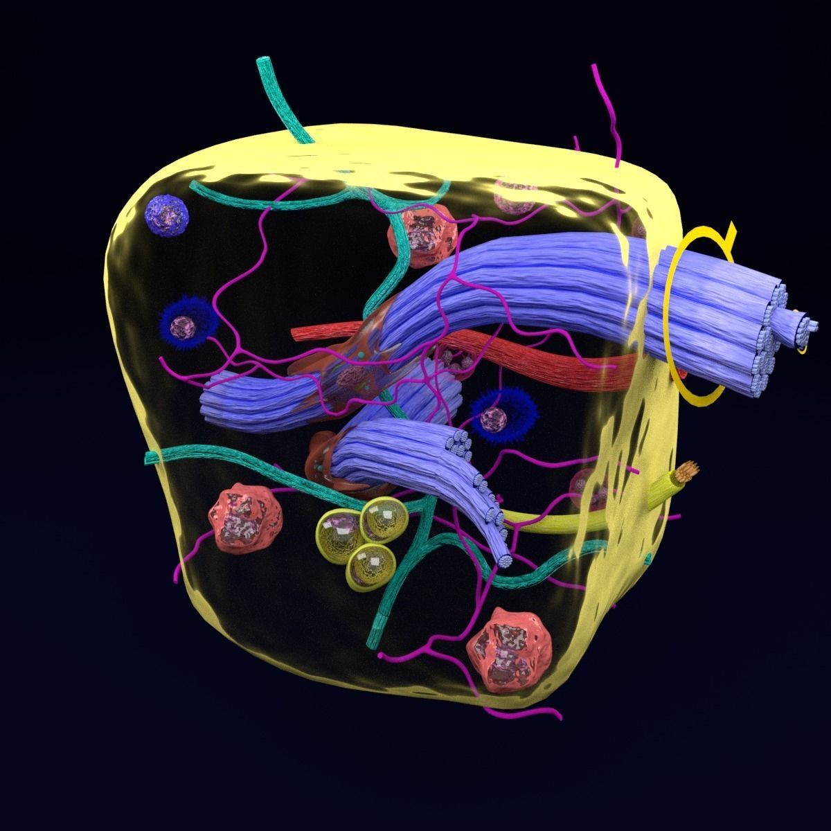 connective tissue elements labelled 3D model_72
