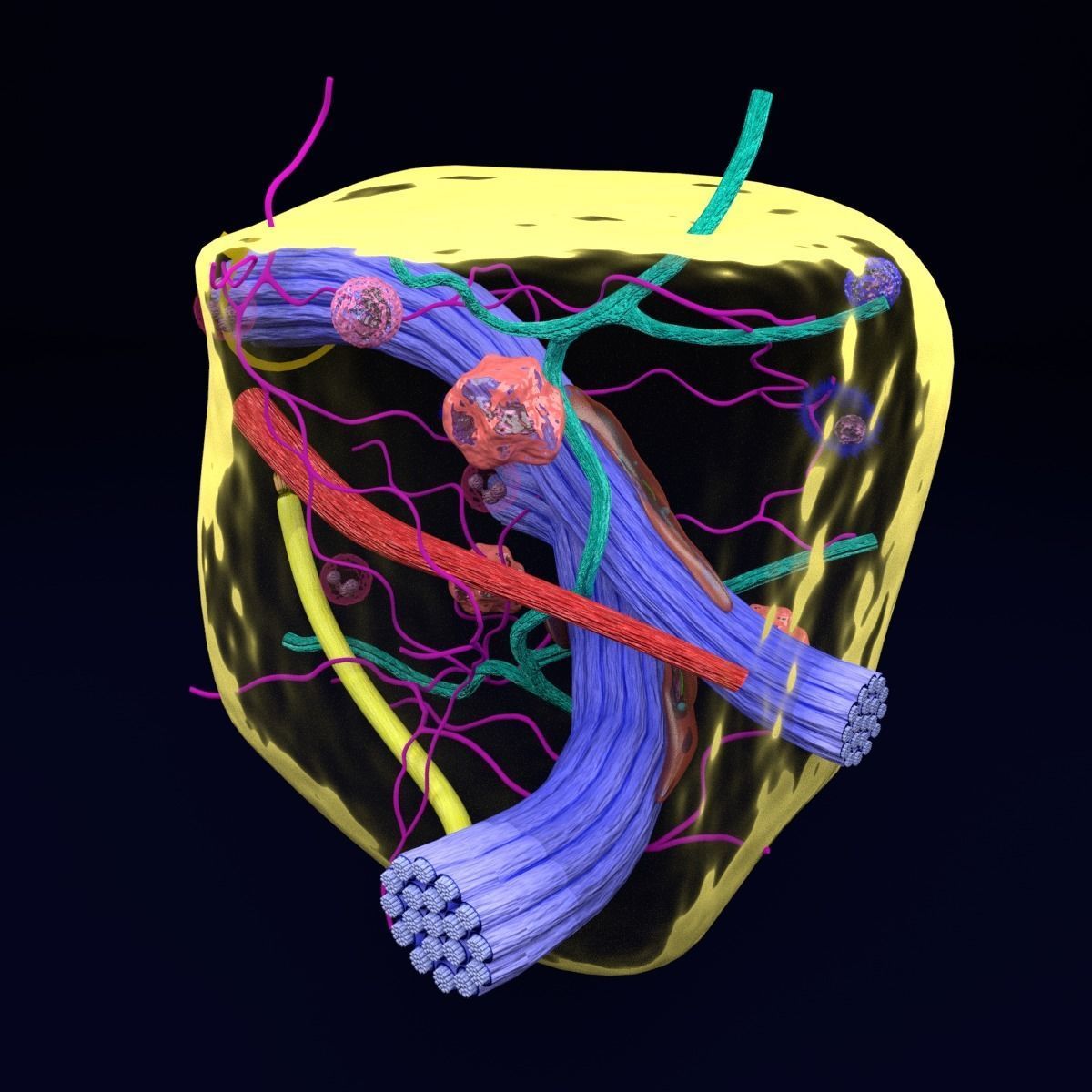 connective tissue elements labelled 3D model_35