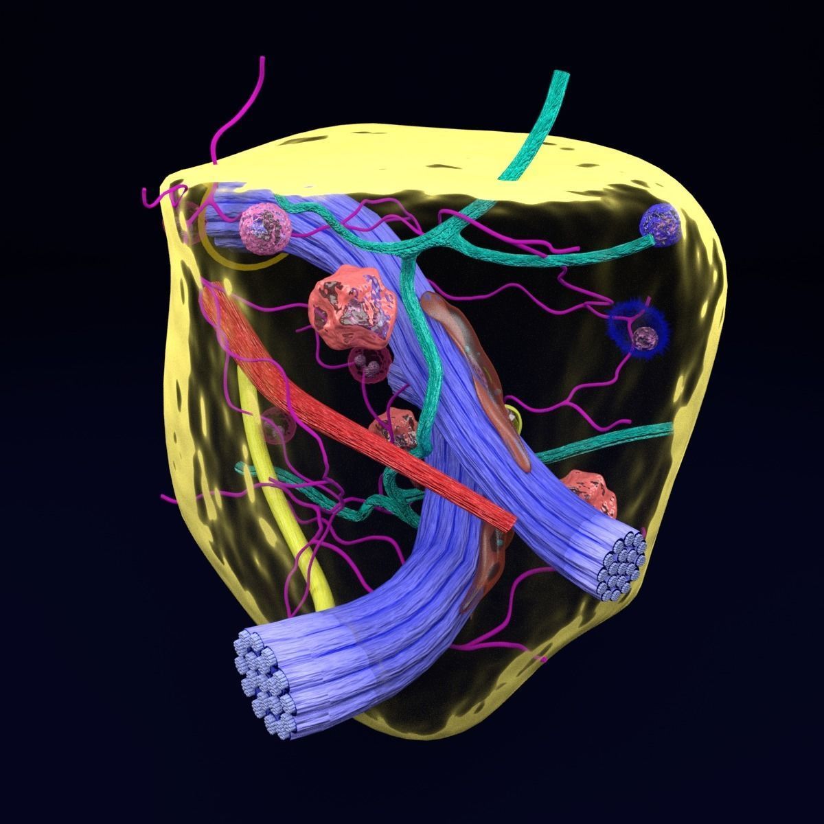 connective tissue elements labelled 3D model_33