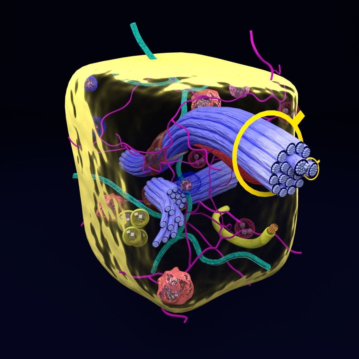 connective tissue elements labelled 3D model_67