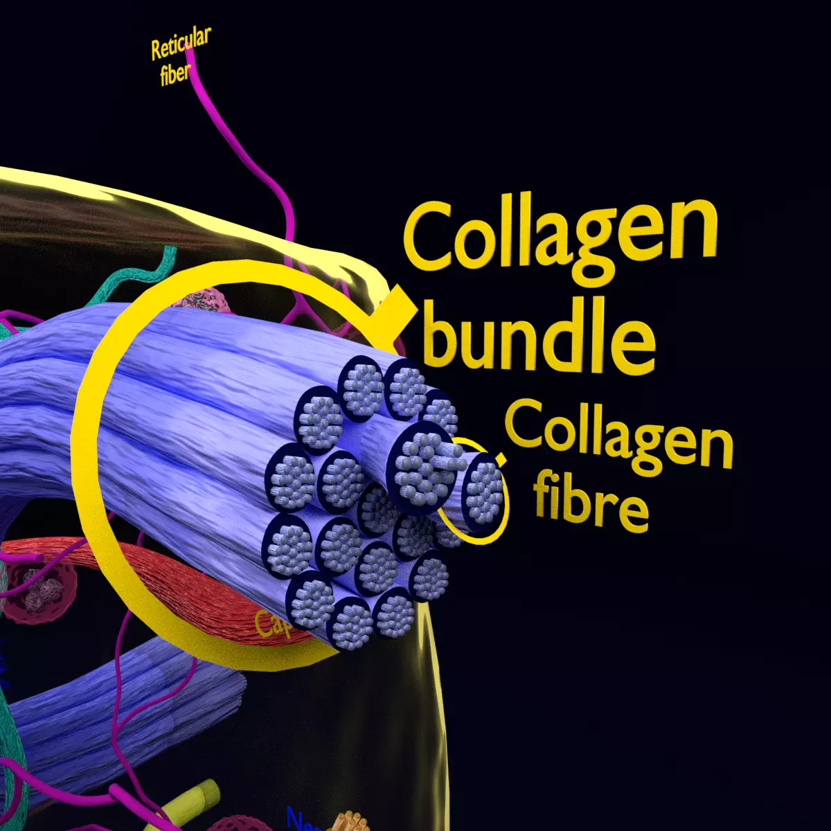connective tissue elements labelled 3D model_0