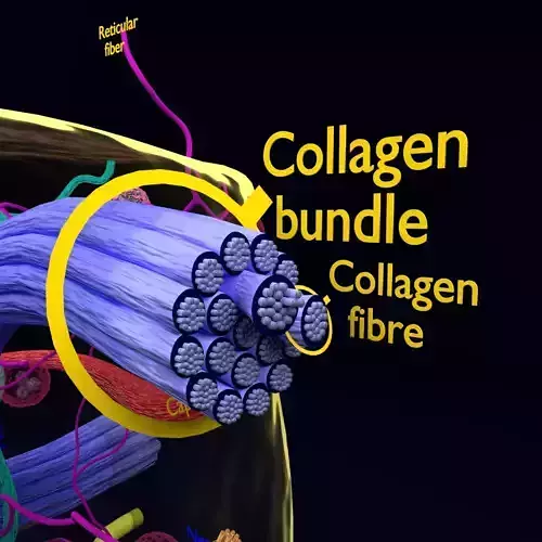 connective tissue elements labelled 3D model