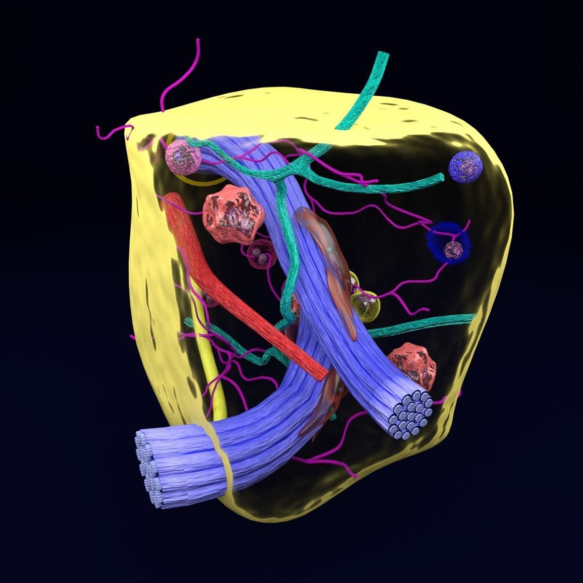 connective tissue elements labelled 3D model_31