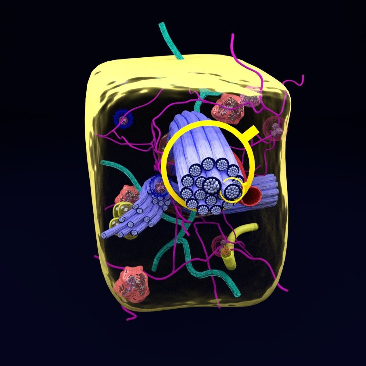 connective tissue elements labelled 3D model_62