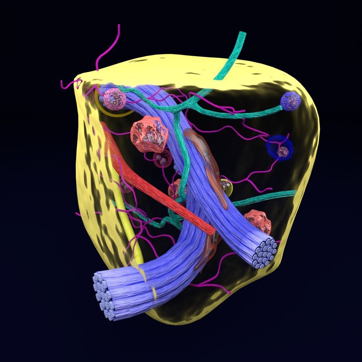 connective tissue elements labelled 3D model_32