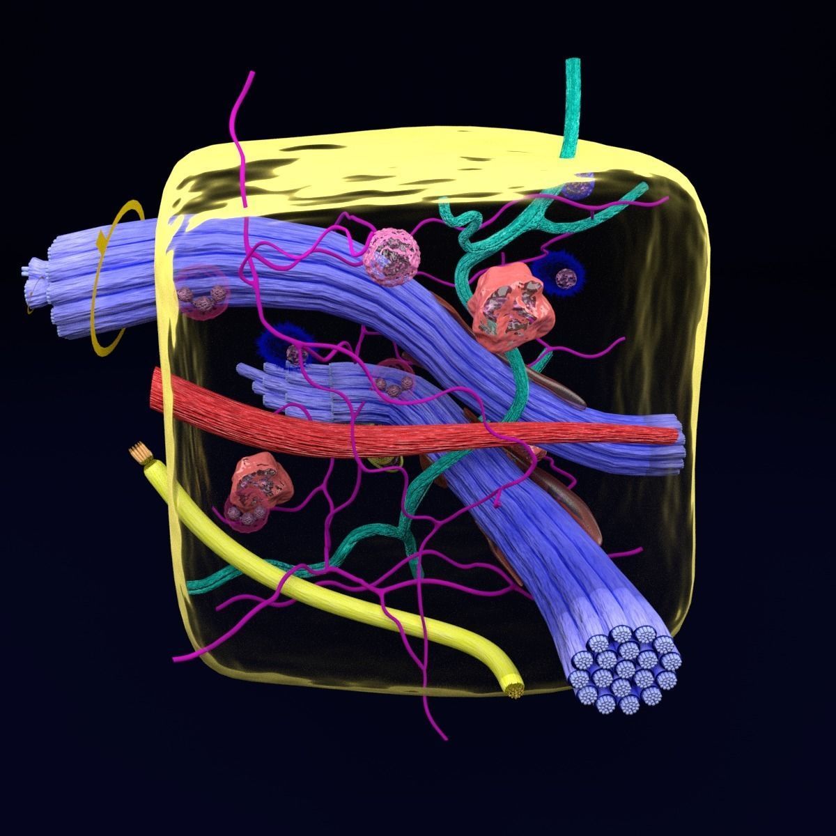 connective tissue elements labelled 3D model_44