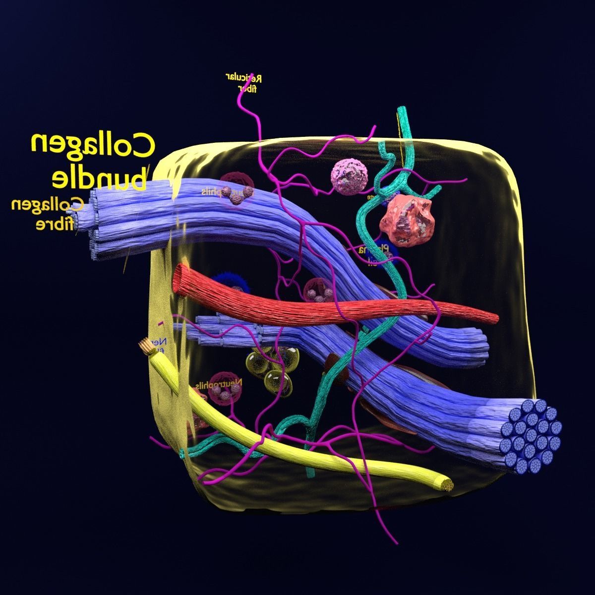 connective tissue elements labelled 3D model_83