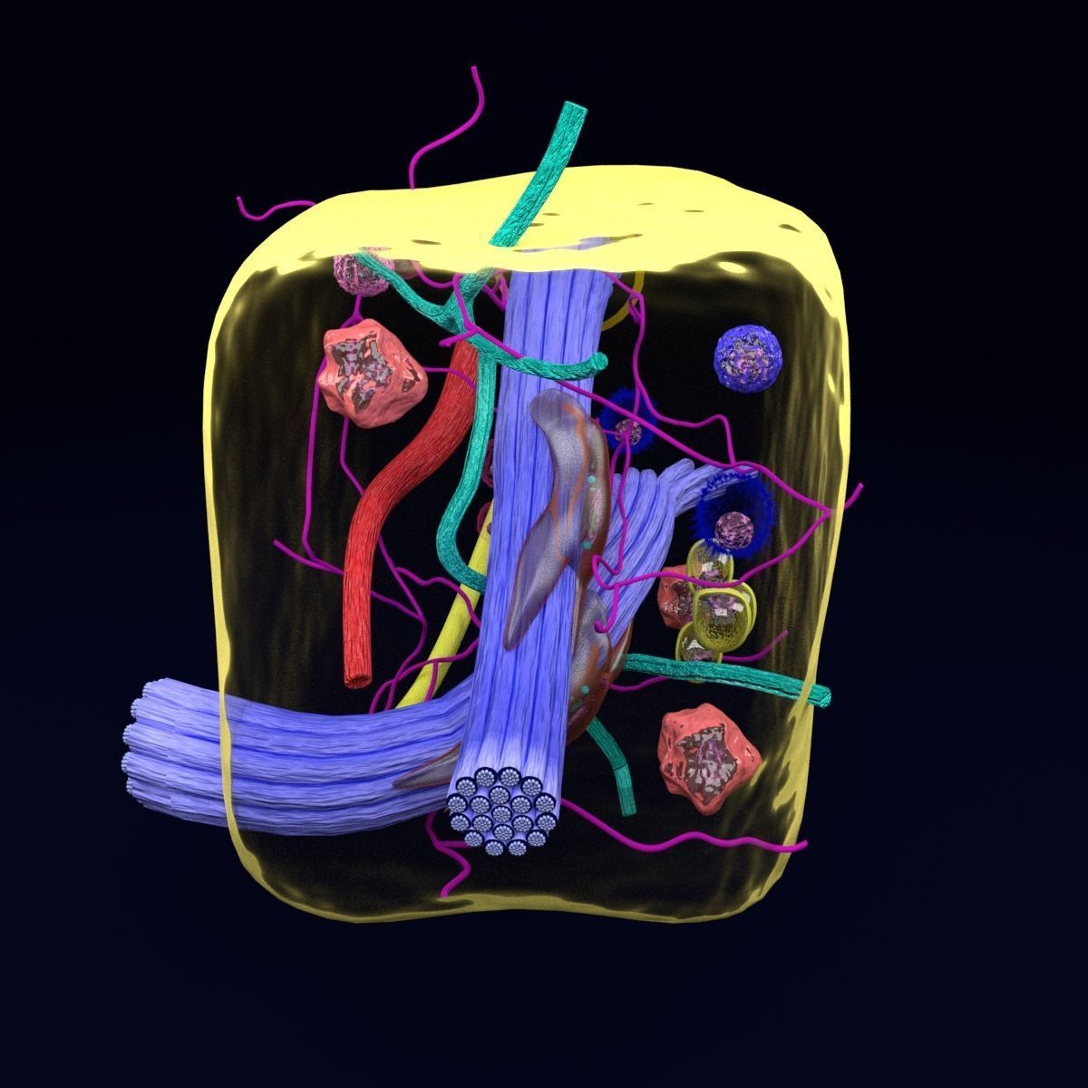 connective tissue elements labelled 3D model_24