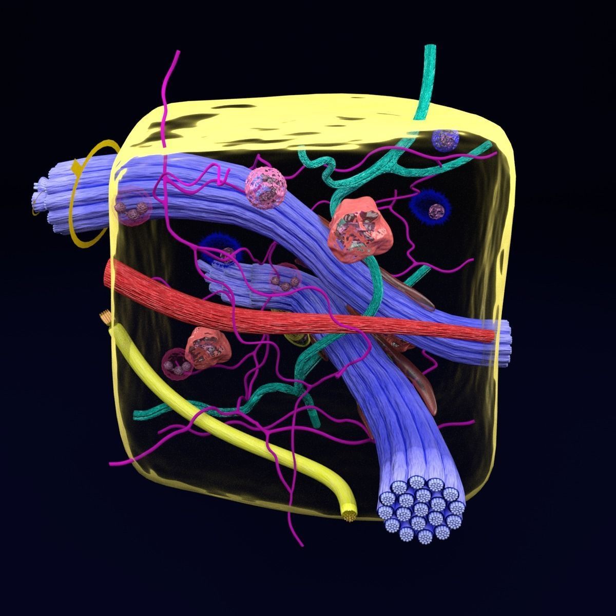 connective tissue elements labelled 3D model_42