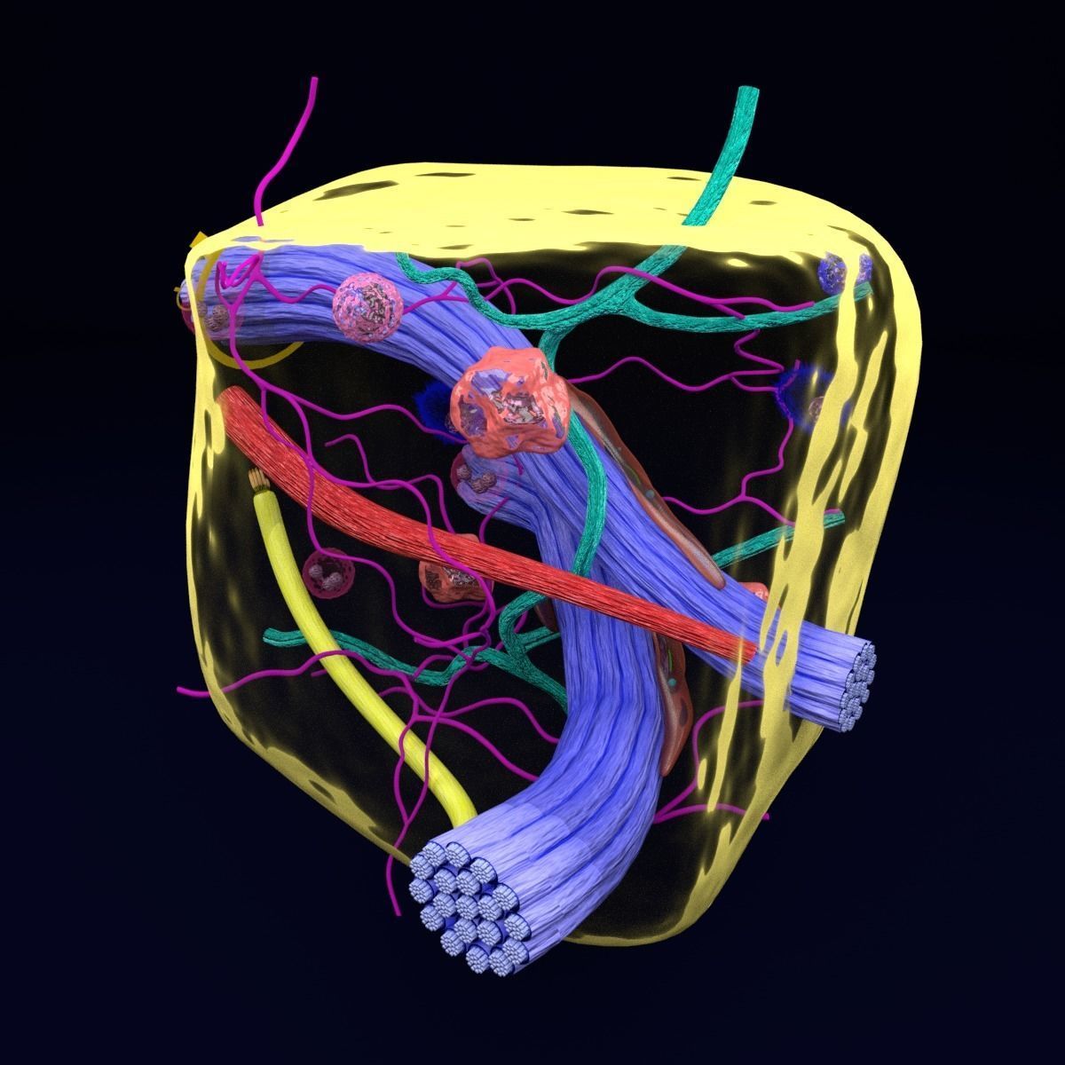 connective tissue elements labelled 3D model_36