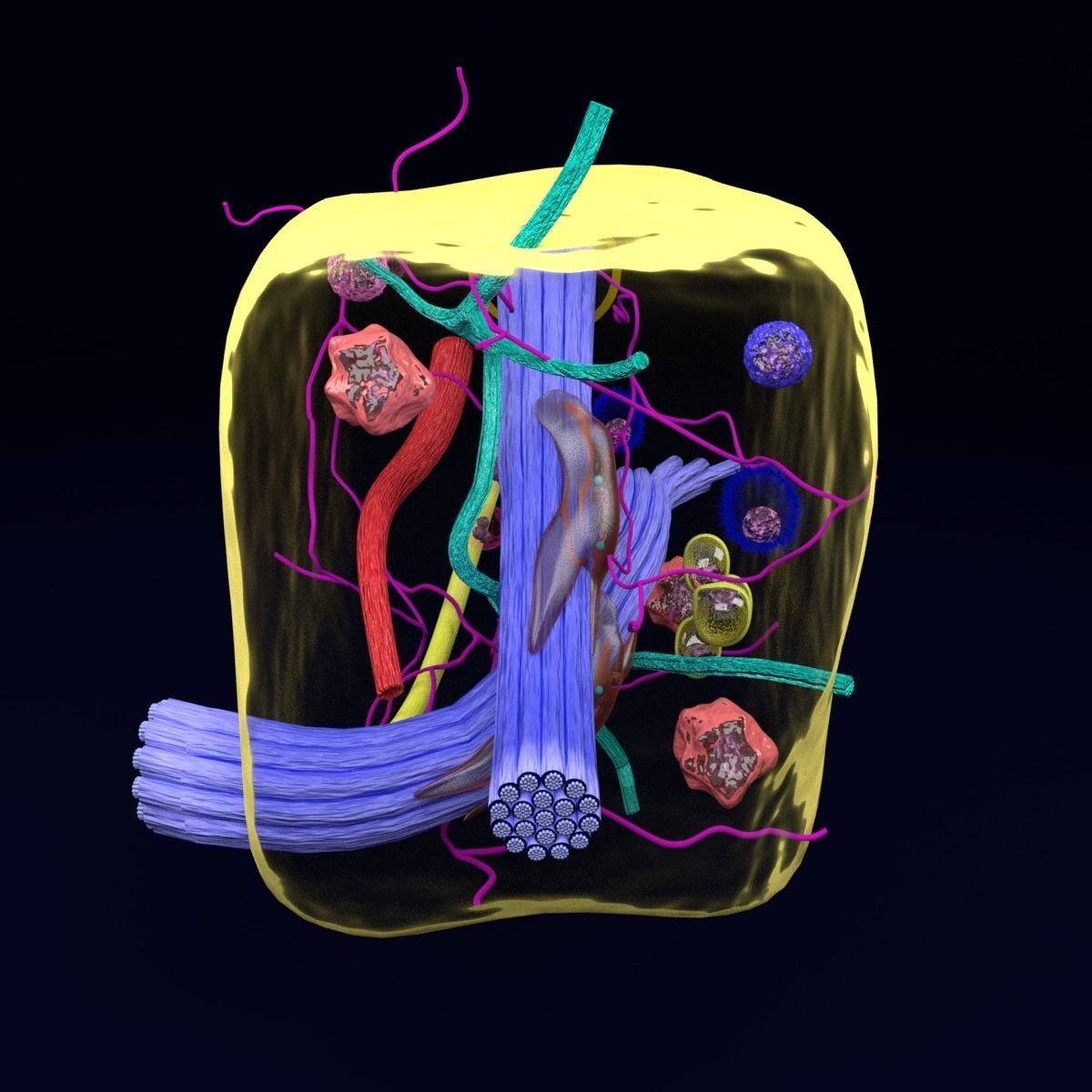 connective tissue elements labelled 3D model_25