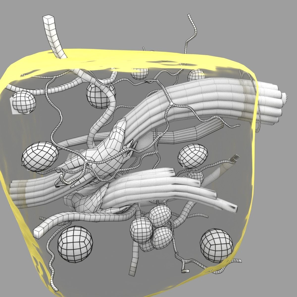 connective tissue elements labelled 3D model_91