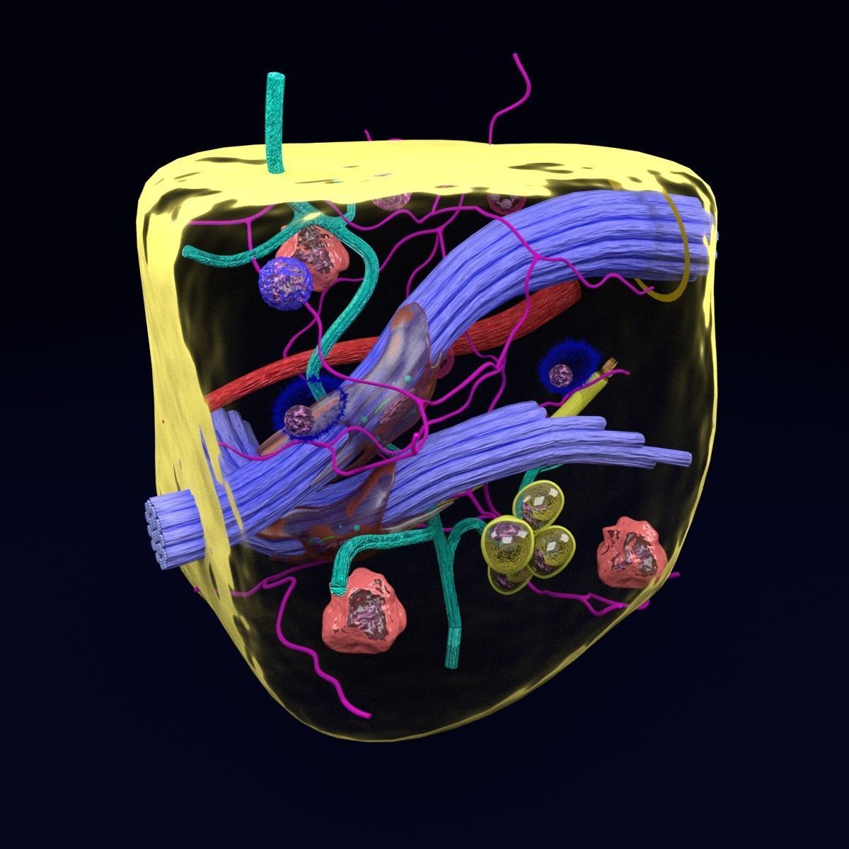 connective tissue elements labelled 3D model_13