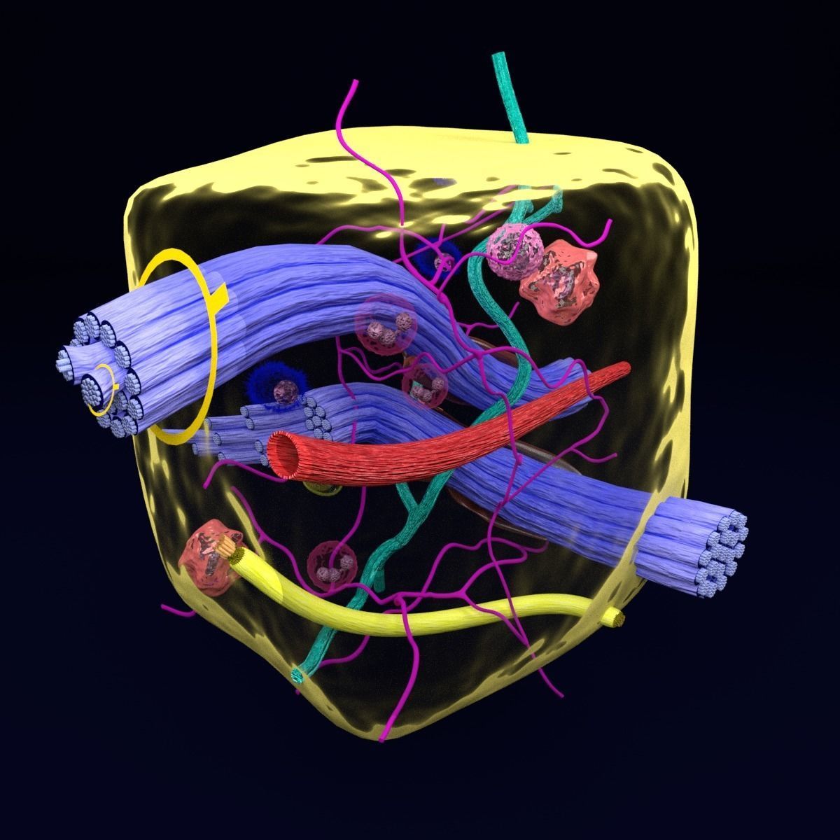 connective tissue elements labelled 3D model_52