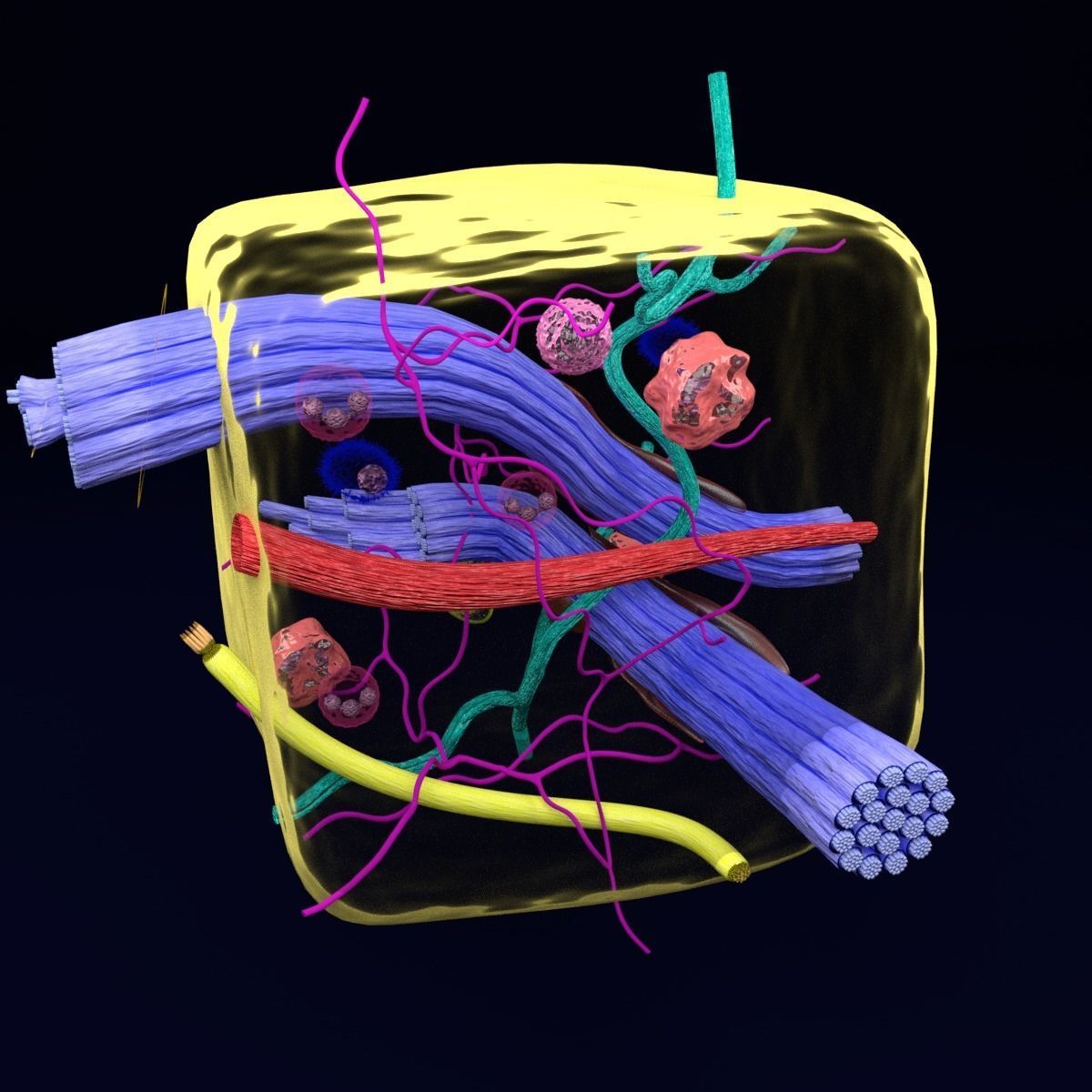 connective tissue elements labelled 3D model_47