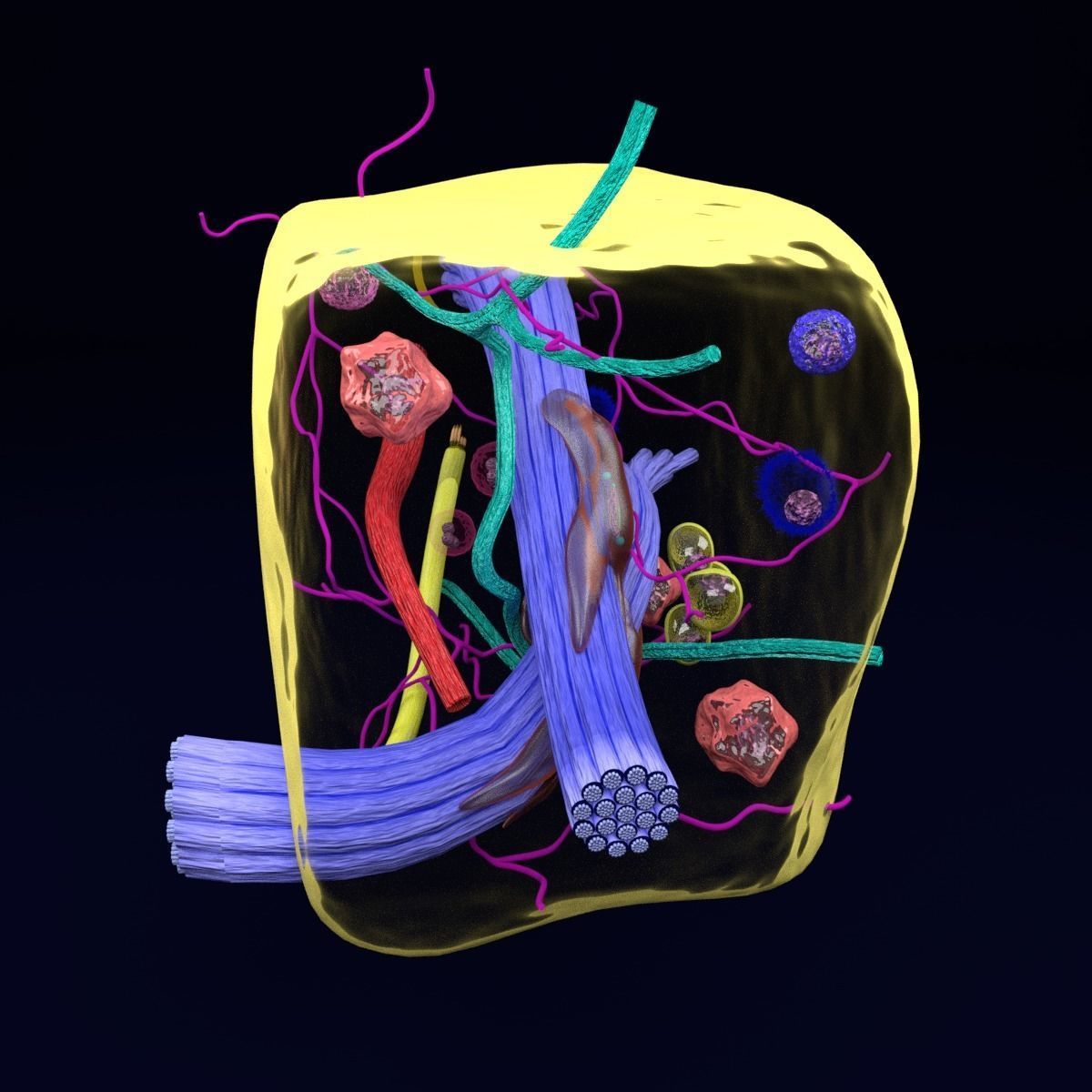 connective tissue elements labelled 3D model_27