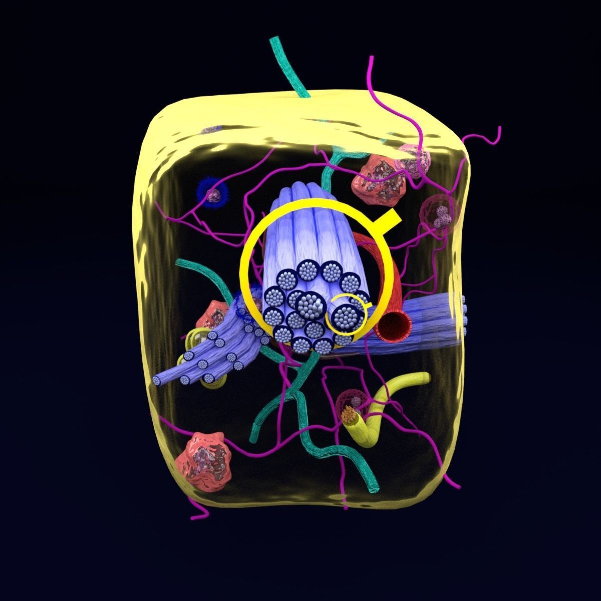 connective tissue elements labelled 3D model_61