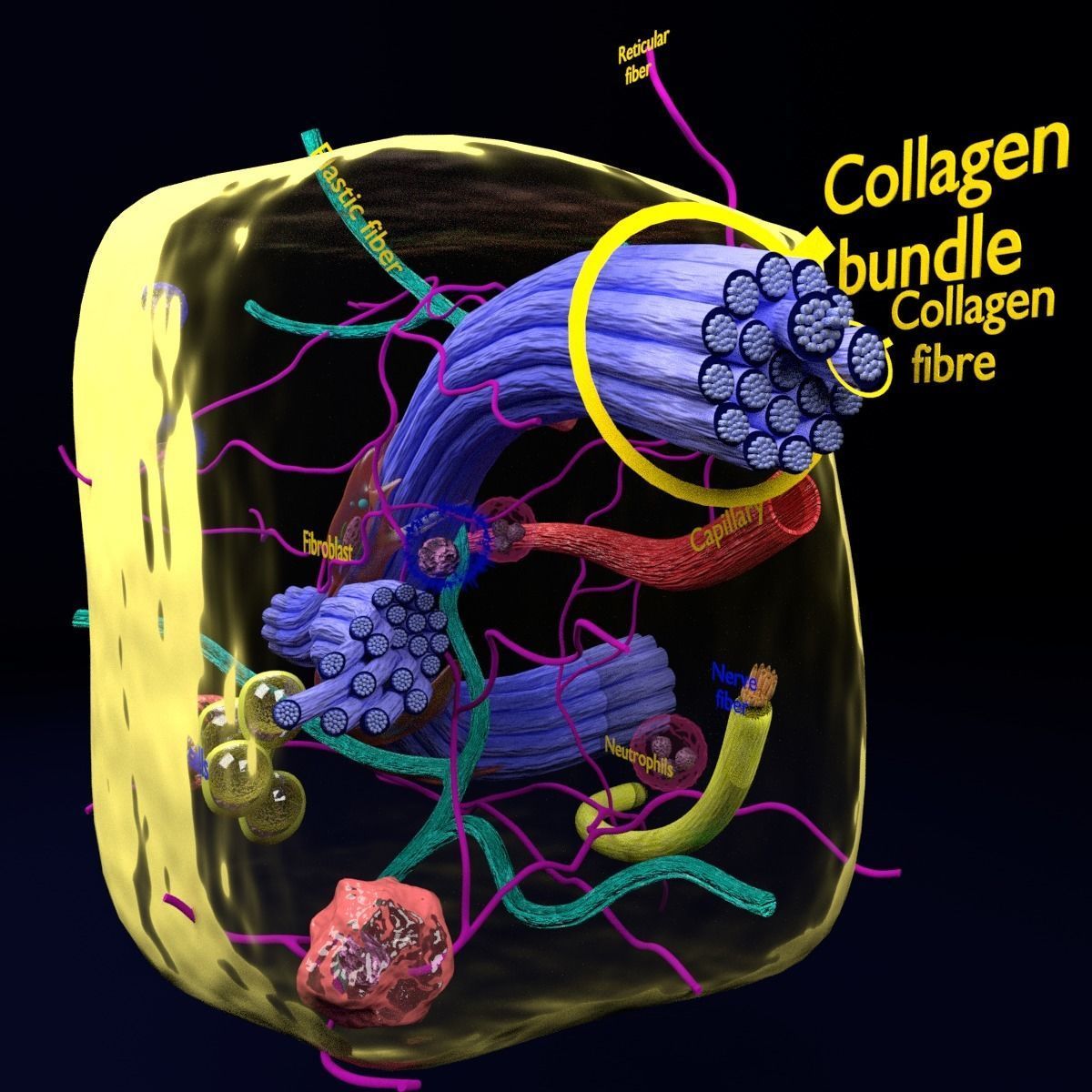 connective tissue elements labelled 3D model_81