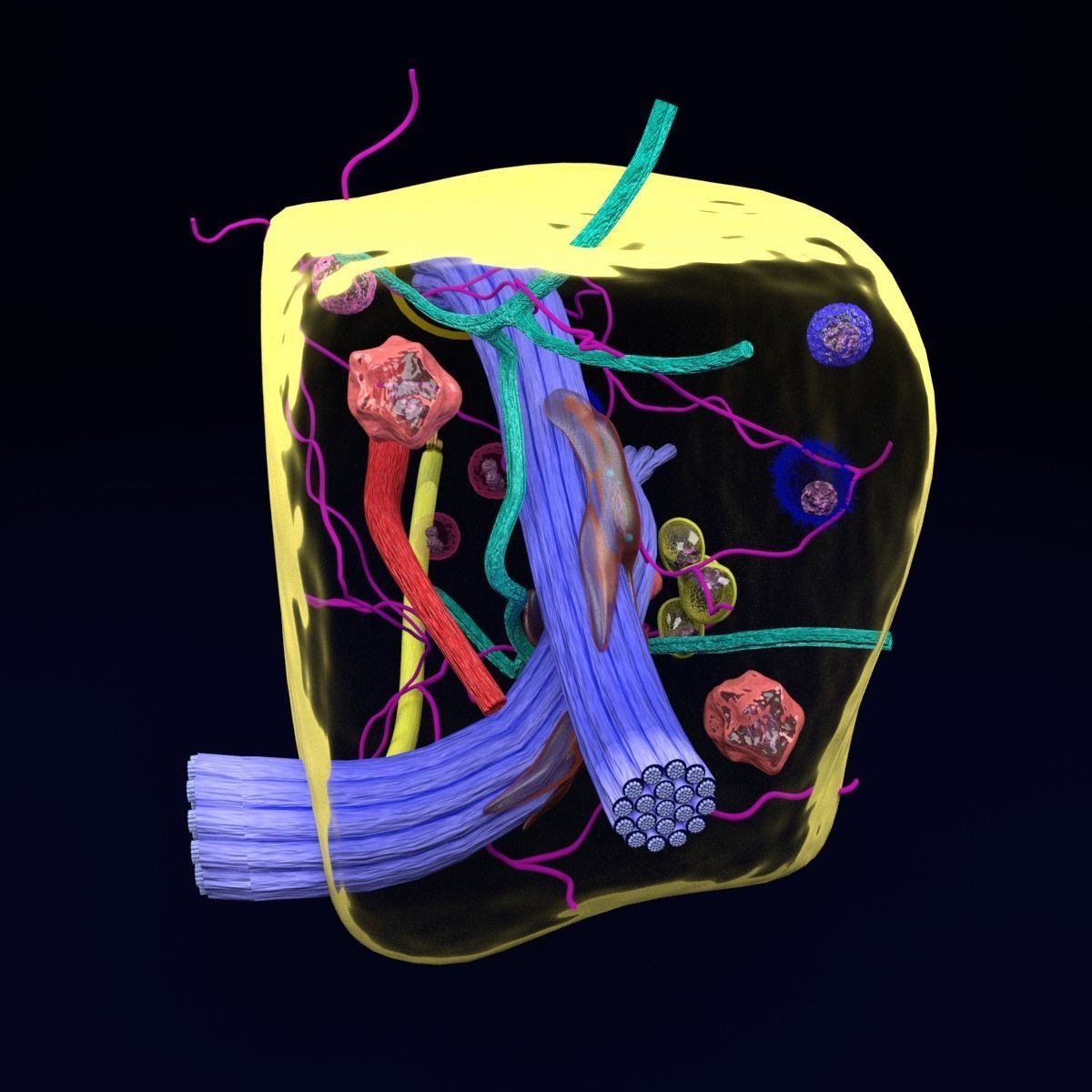 connective tissue elements labelled 3D model_28