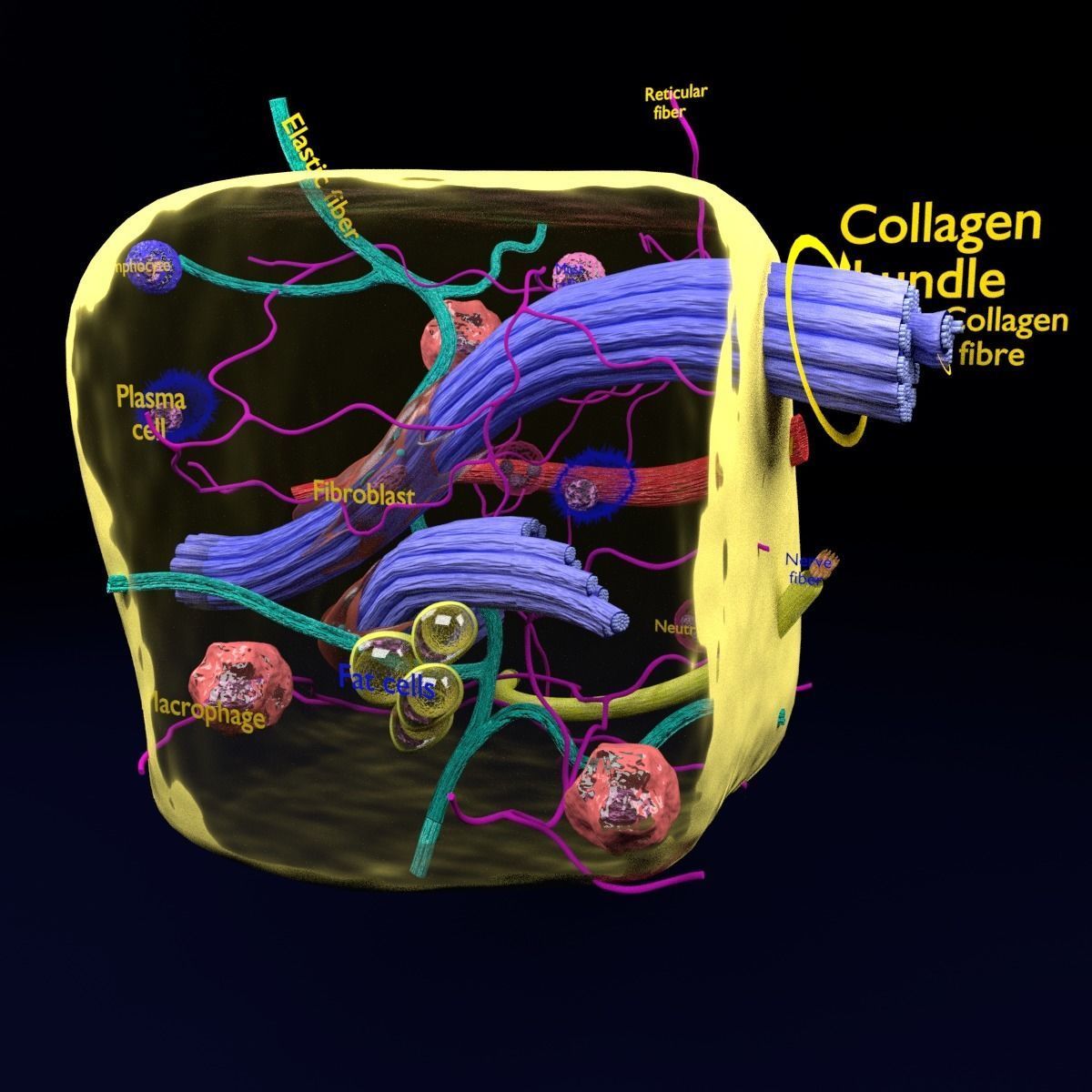 connective tissue elements labelled 3D model_80