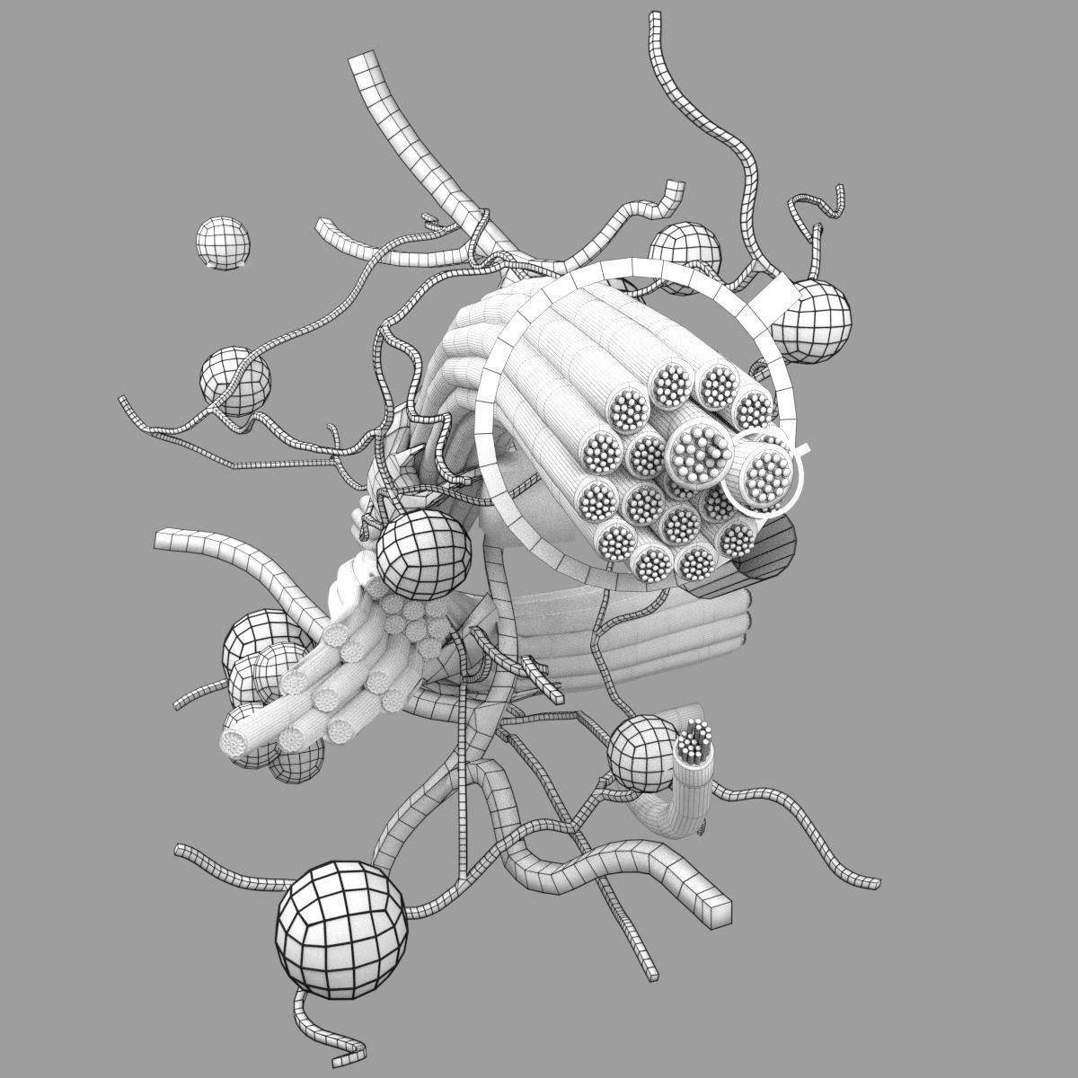 connective tissue elements labelled 3D model_93