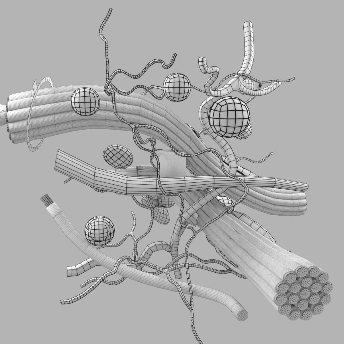 connective tissue elements labelled 3D model_95