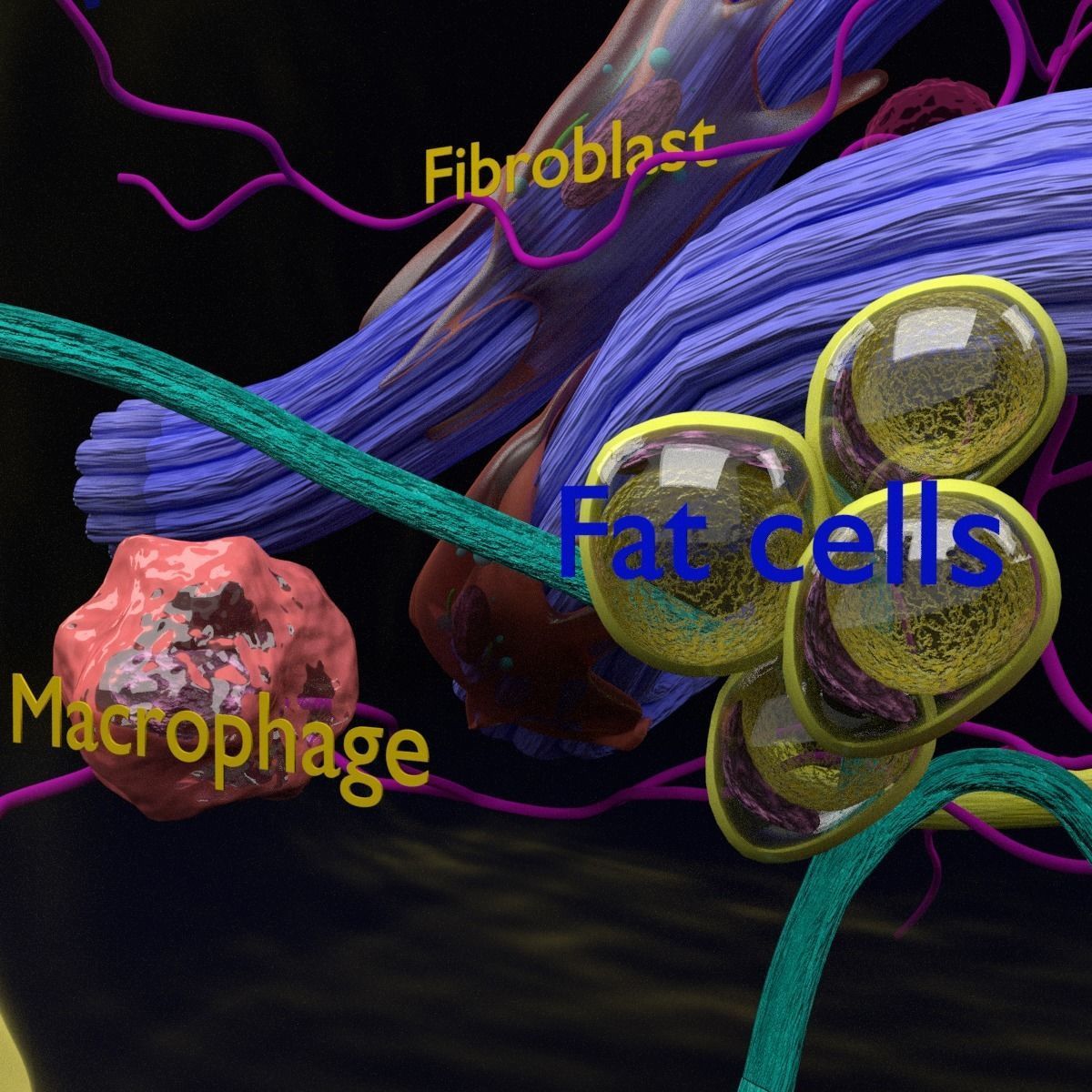 connective tissue elements labelled 3D model_3